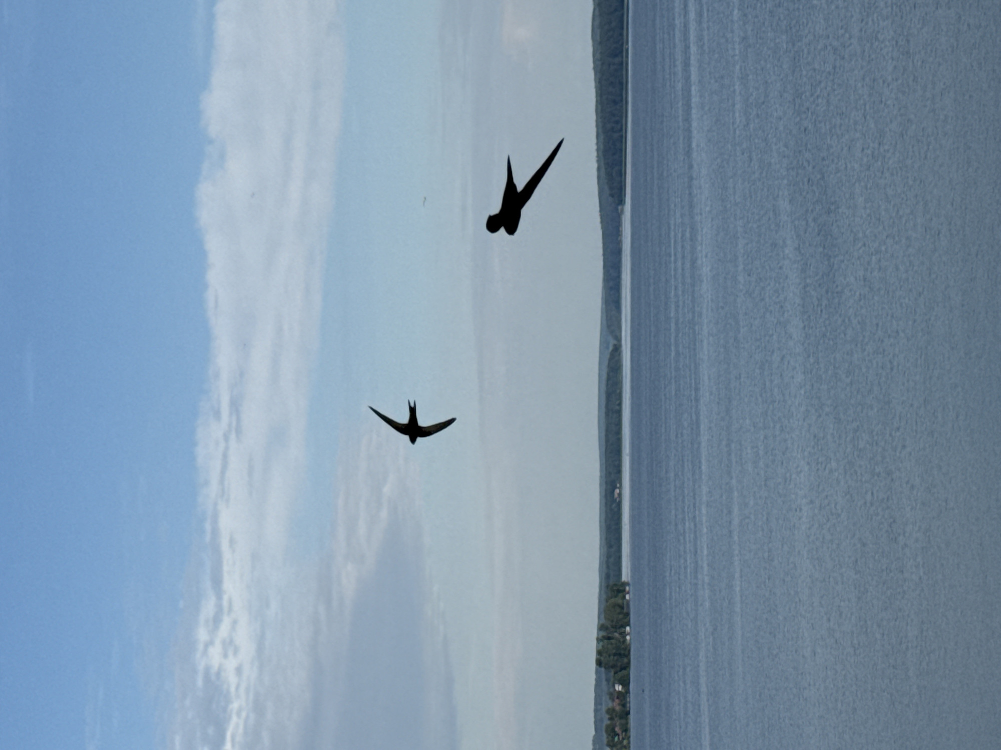 Swifts over the Votkinsk Reservoir on a calm summer morning