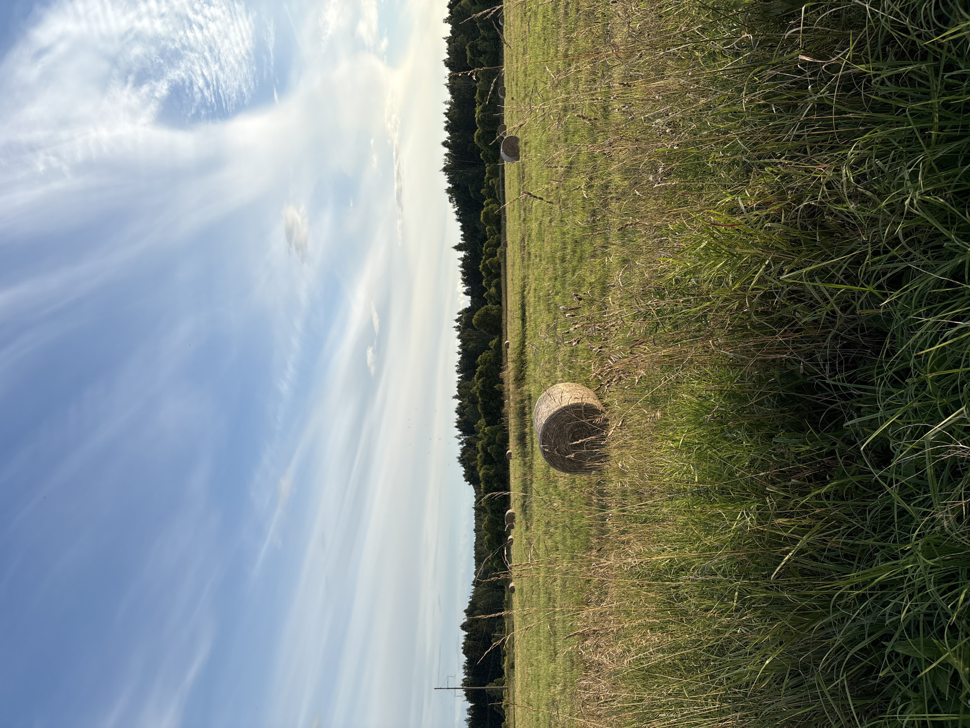 Round hay bales dot a Russian field on a summer afternoon