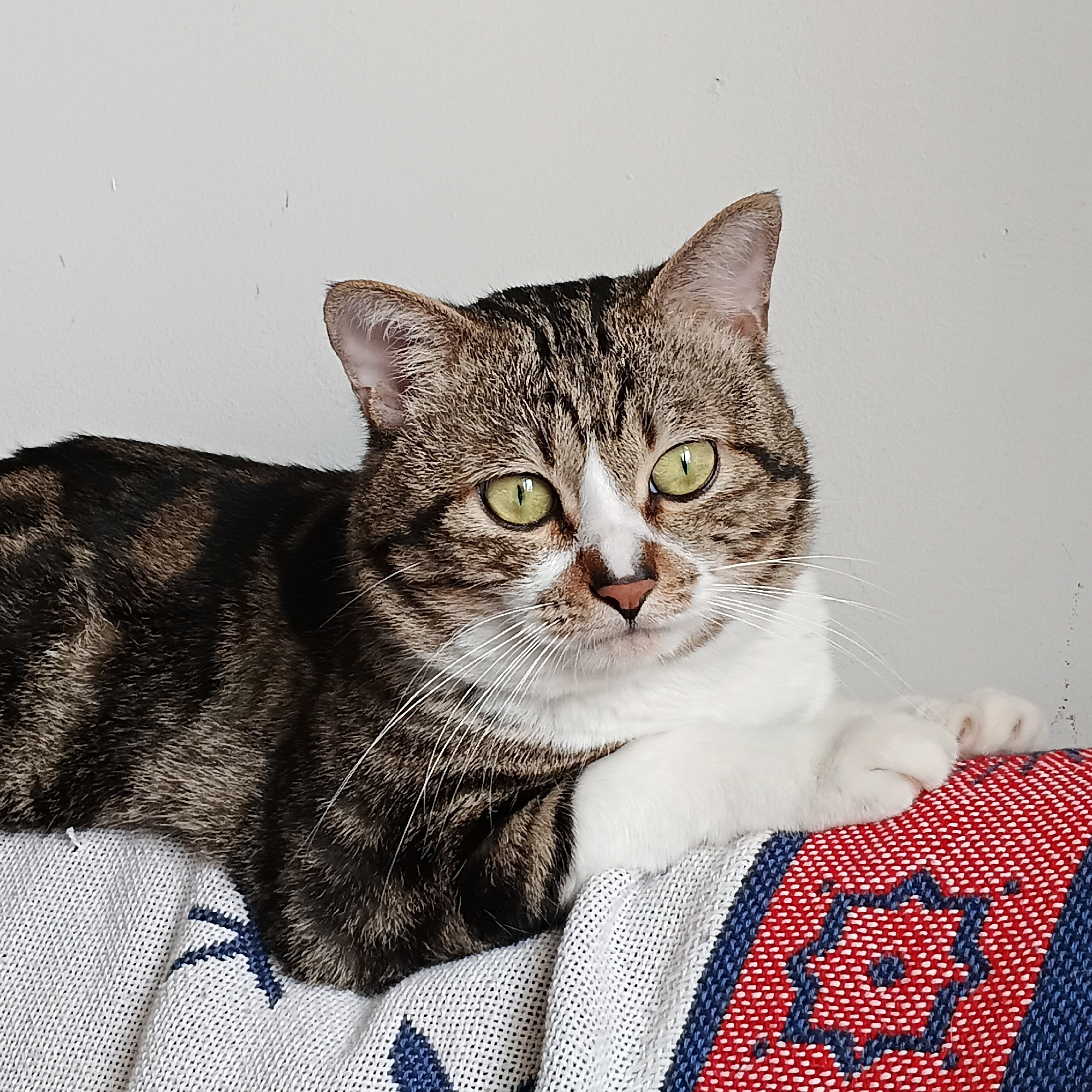 Tabby cat photographed in multiple poses in Shunde District
