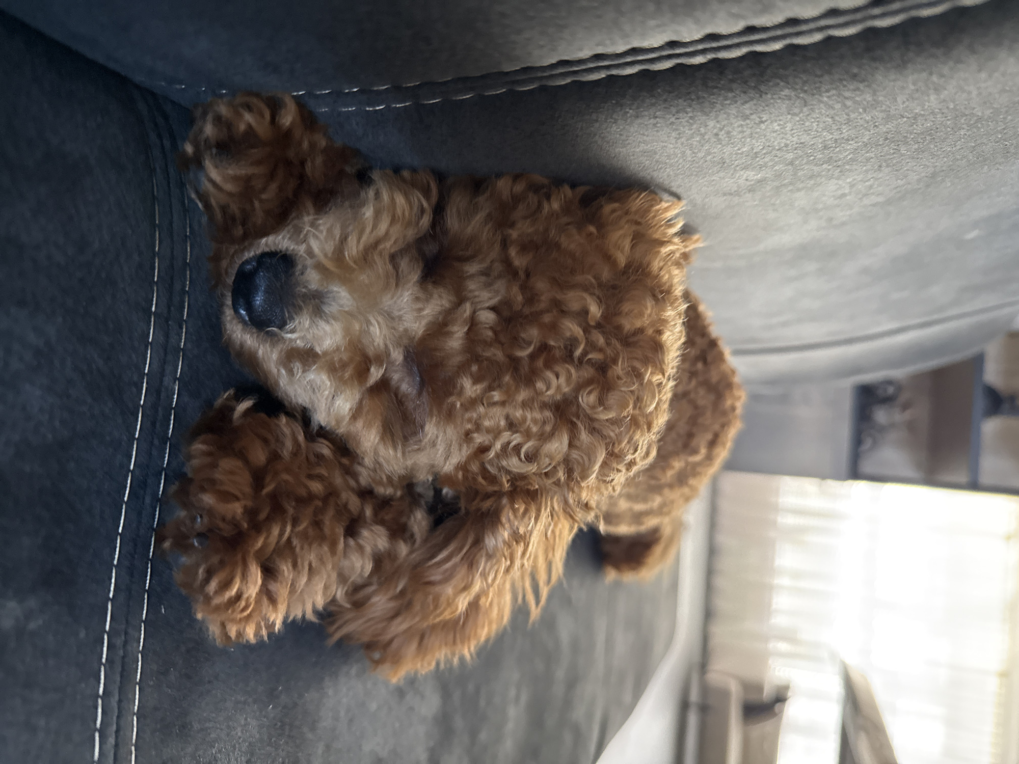 Poodle napping on a couch in Marum