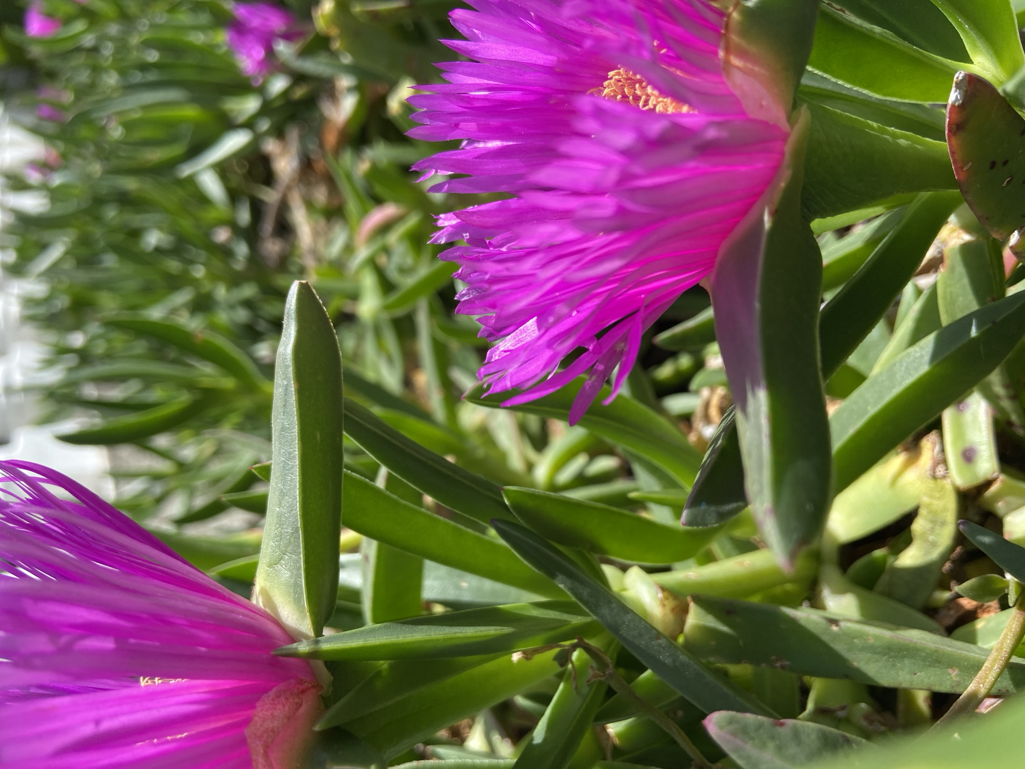 Magenta ice plants documented flowering in Budva, Montenegro