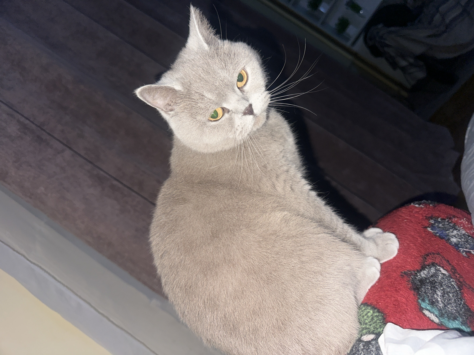 Gray cat with golden eyes documented indoors in Ternopil