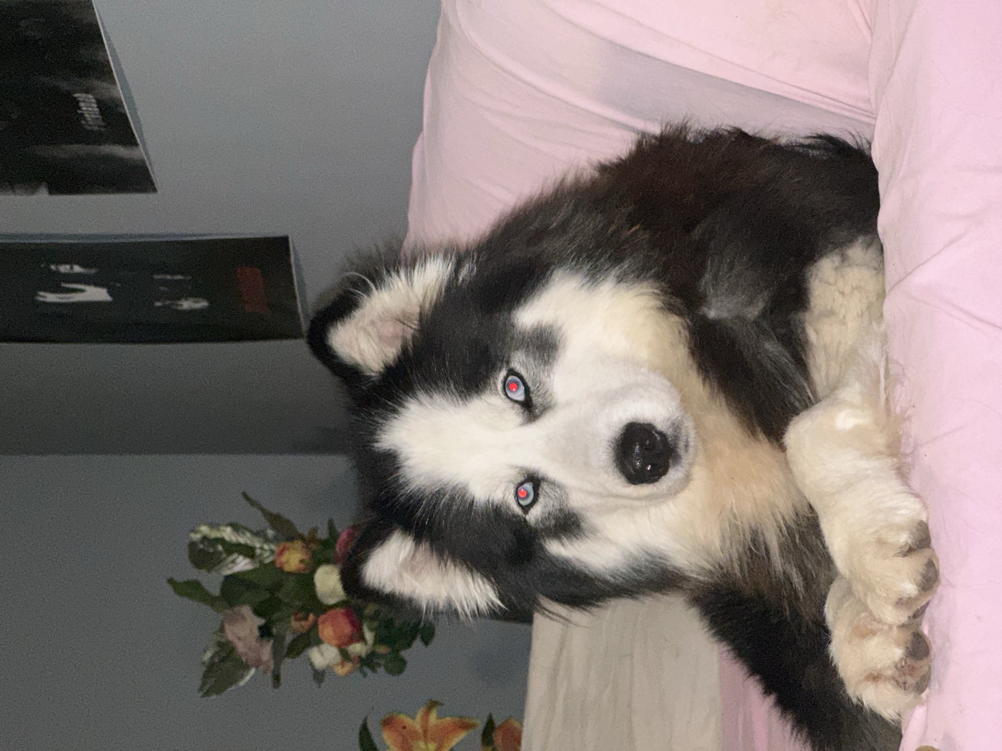 Husky dog relaxes on pink couch in Burgas home