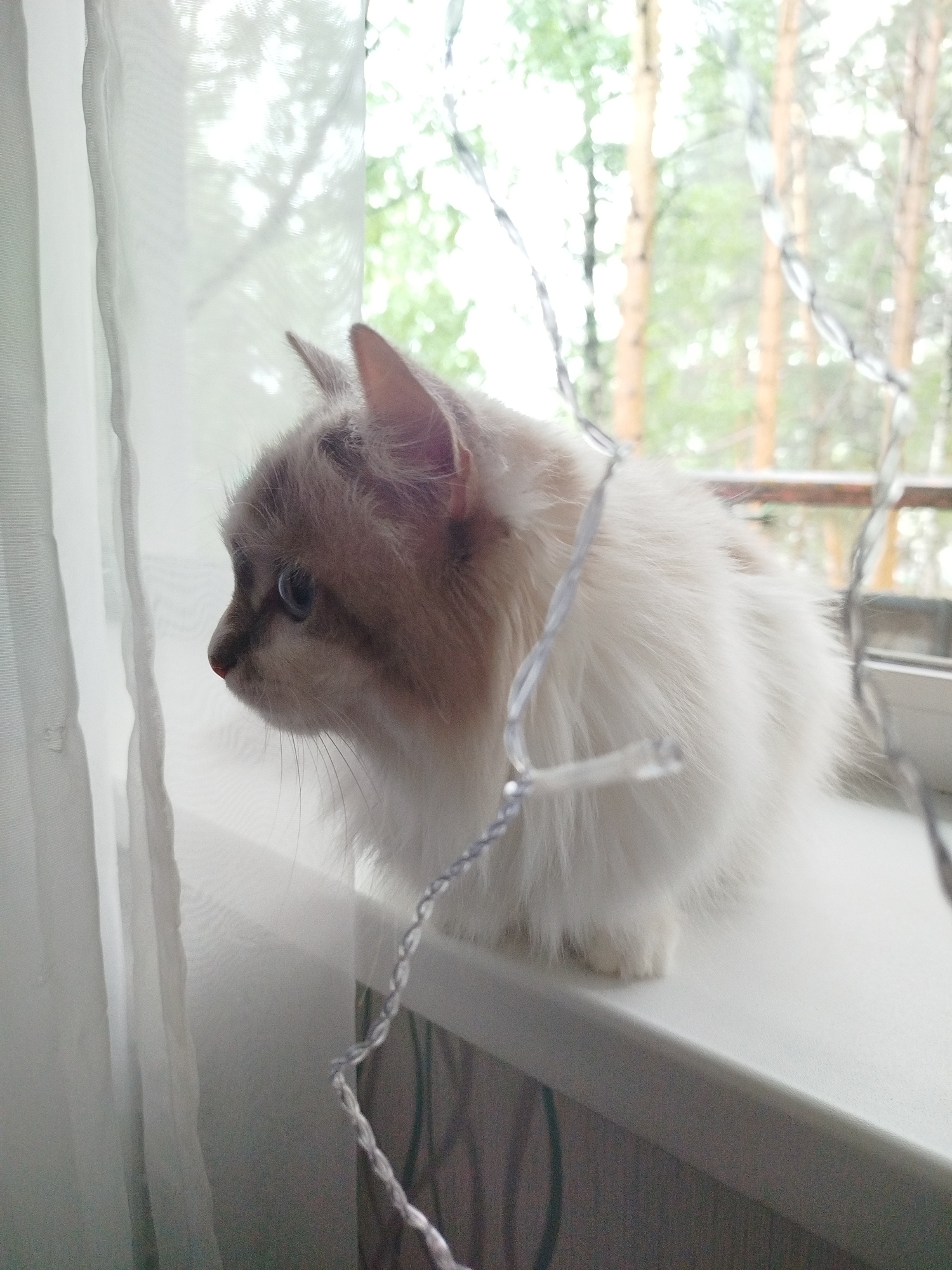 Cats observed on windowsills during early morning hours