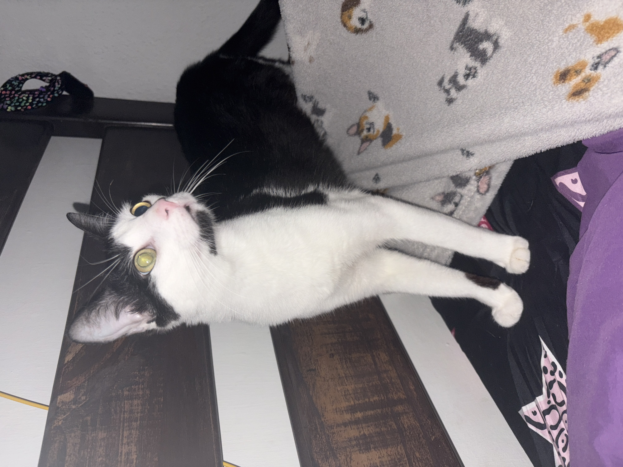 Black and white cat photographed indoors in Ciudad Guayana