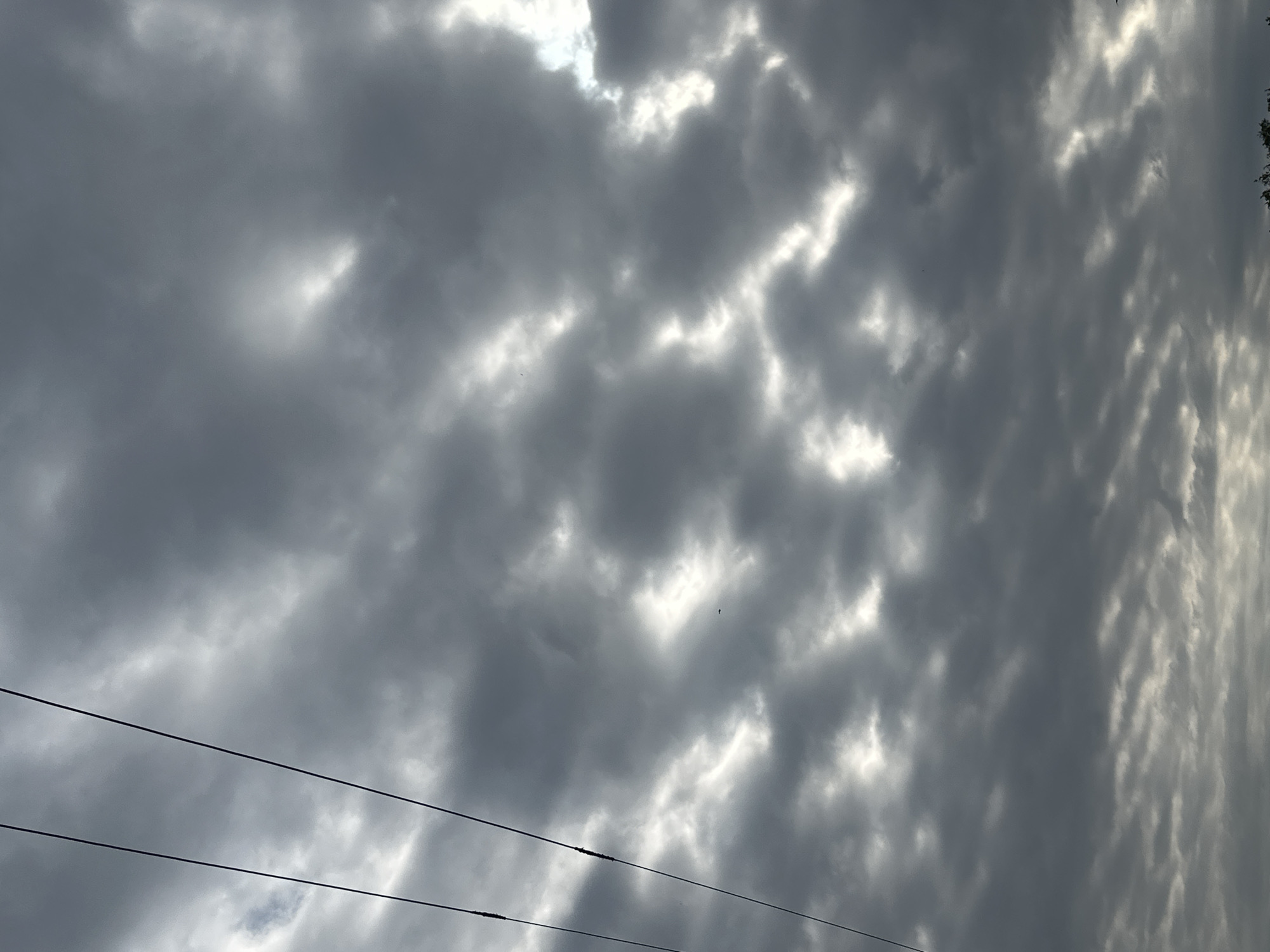 Dark overcast sky with cloud breaks above dense treetops