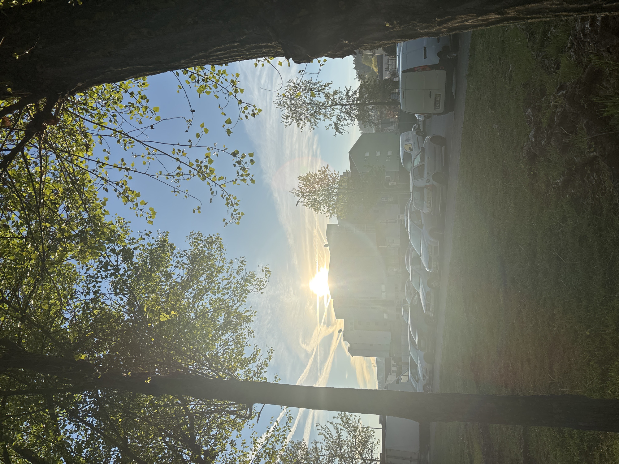 Morning walk through tree-lined park captured in Mirandela