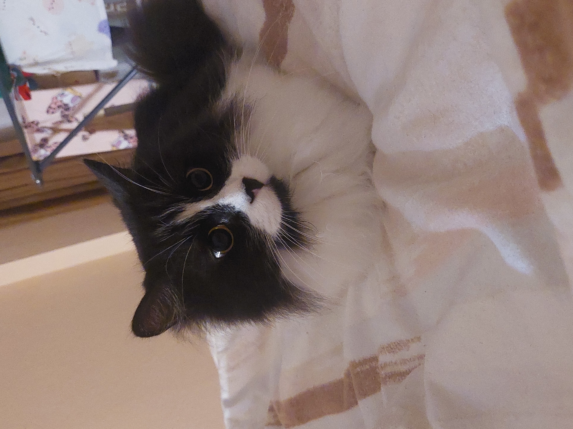 Cat rests on bedding in Plovdiv home