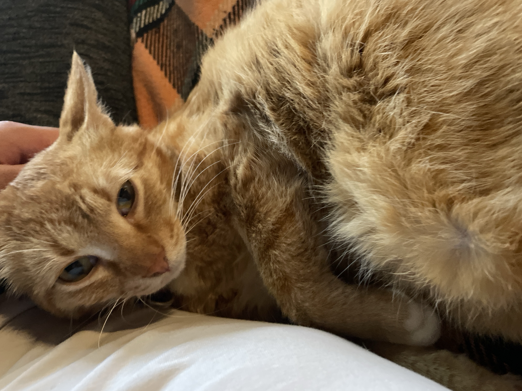 Orange tabby cat documented during afternoon rest in Zlatograd
