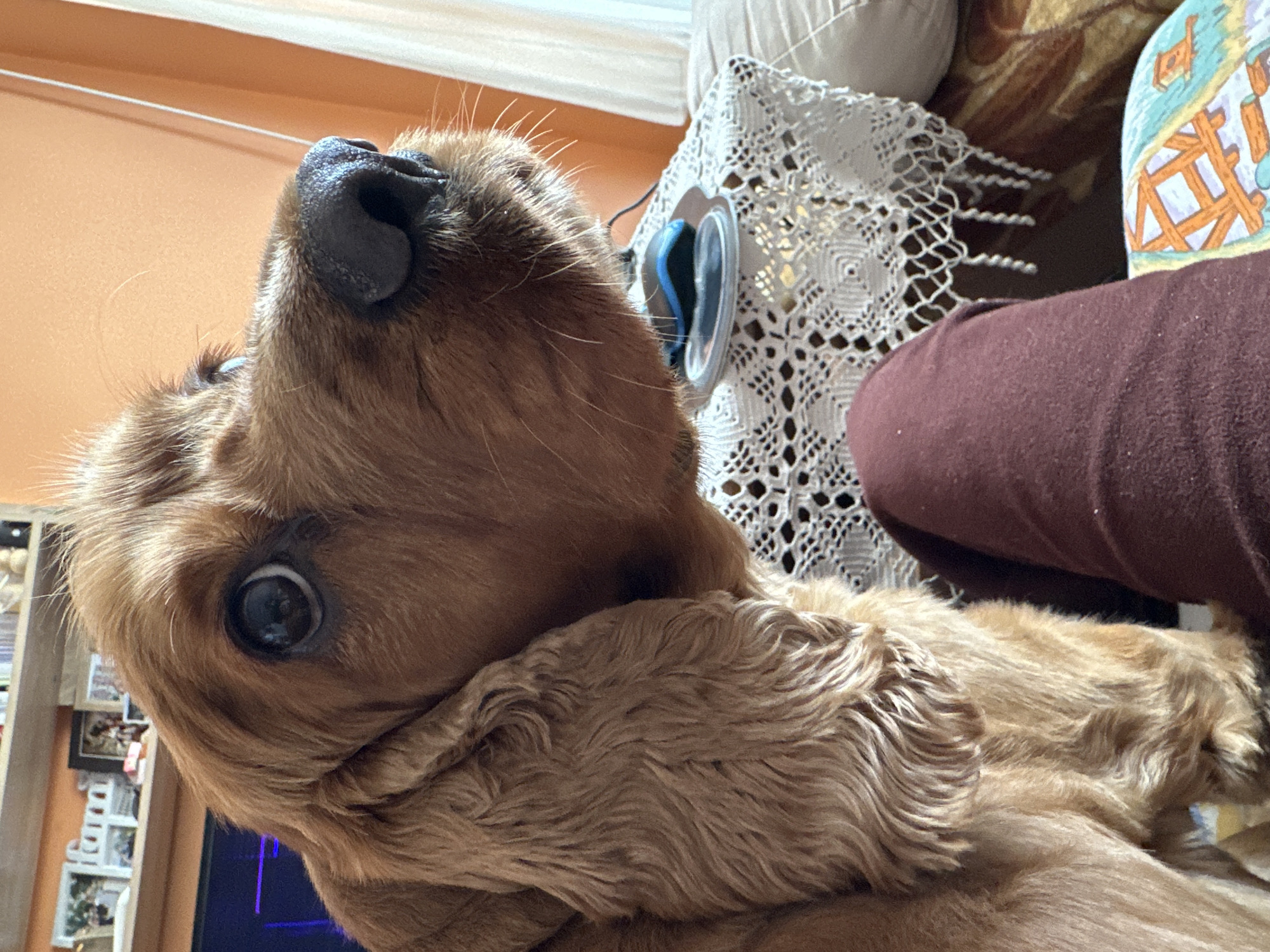 Cocker spaniel photographed in close-up shots in Sofia