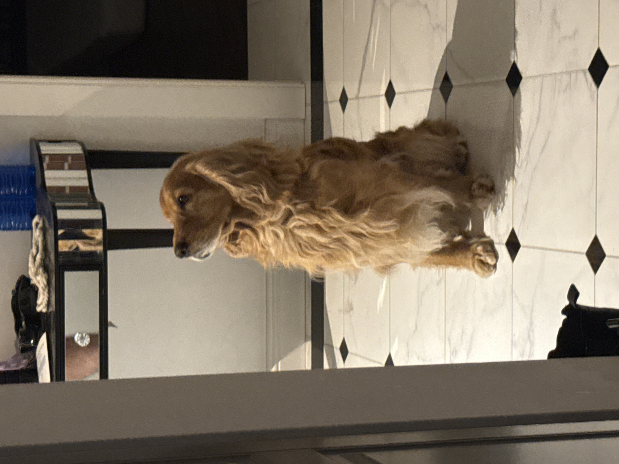 Evening dog walk and sushi night in the city
