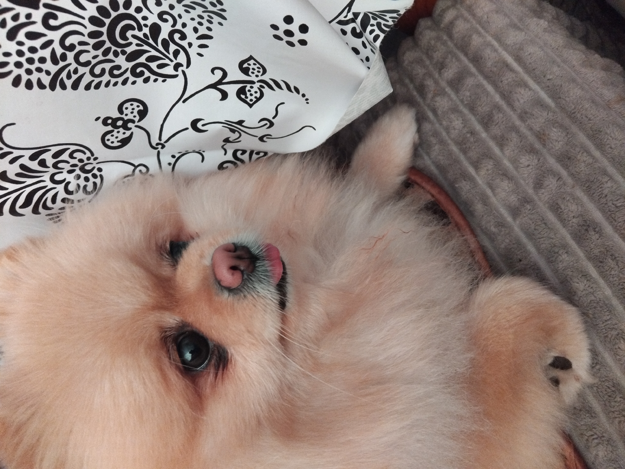 Pomeranian dog photographed resting indoors in Apriltsi, Bulgaria