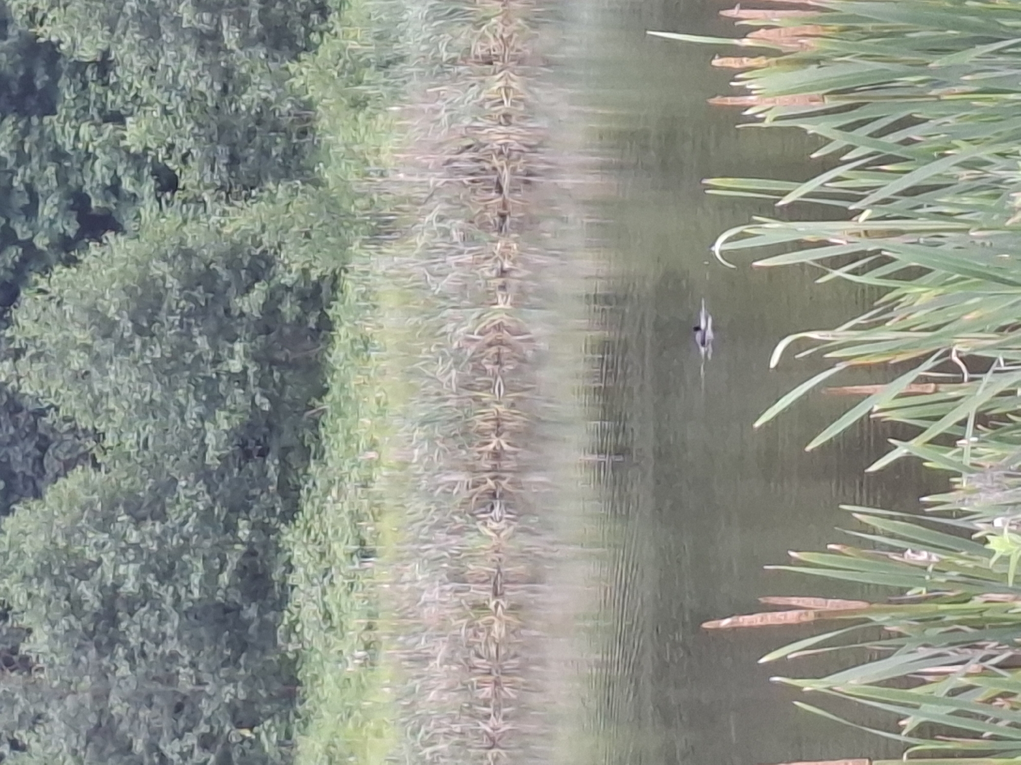 An evening nature walk along Scorton's ponds and River Wyre.