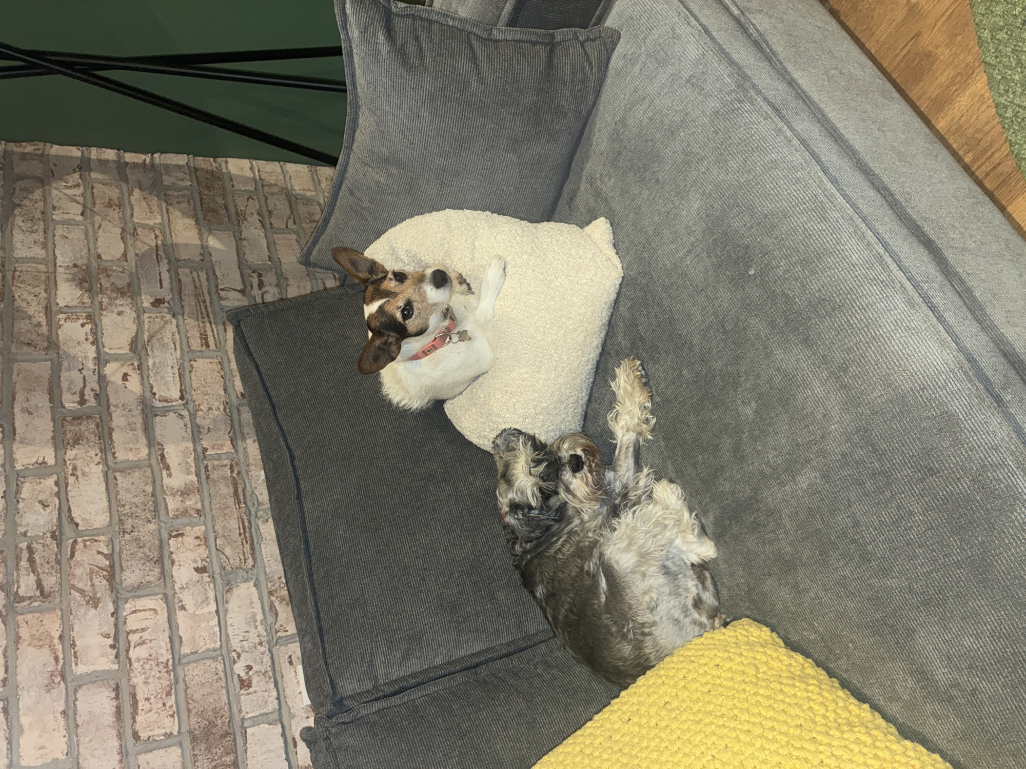 Jack Russell Terrier rests on couch in Mexico home
