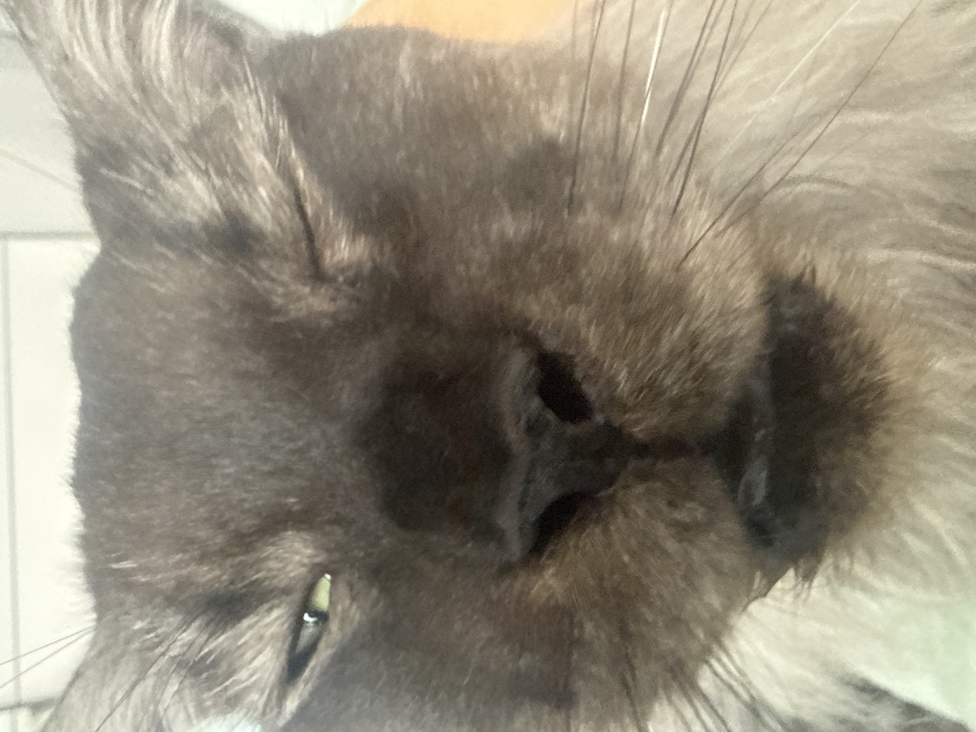 Cats photographed in close-up shots during morning hours