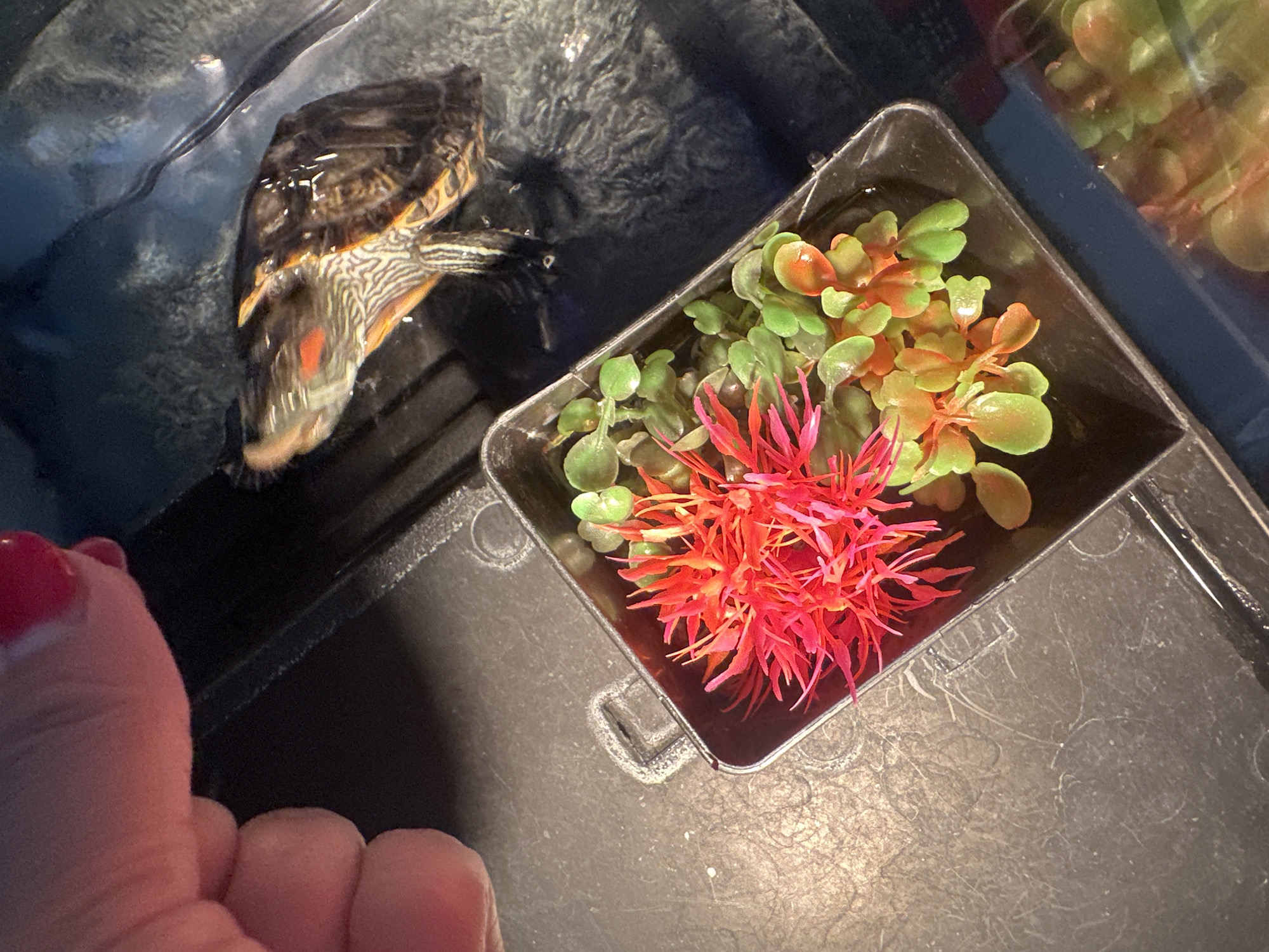 Home morning in Novoaltaysk: turtle feeding and floor vacuuming
