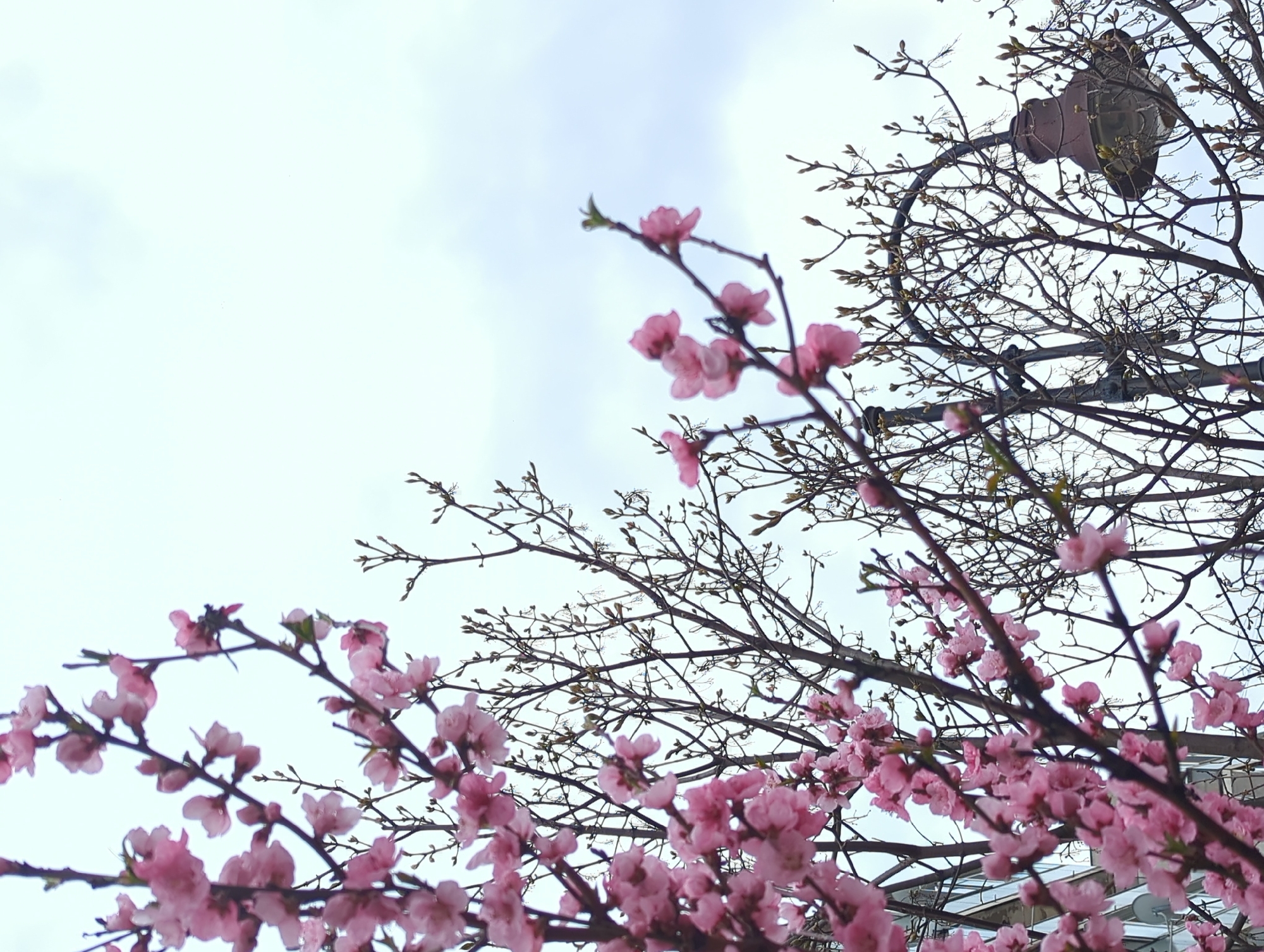 Spring blossoms and outdoor grilling captured in Razgrad, Bulgaria