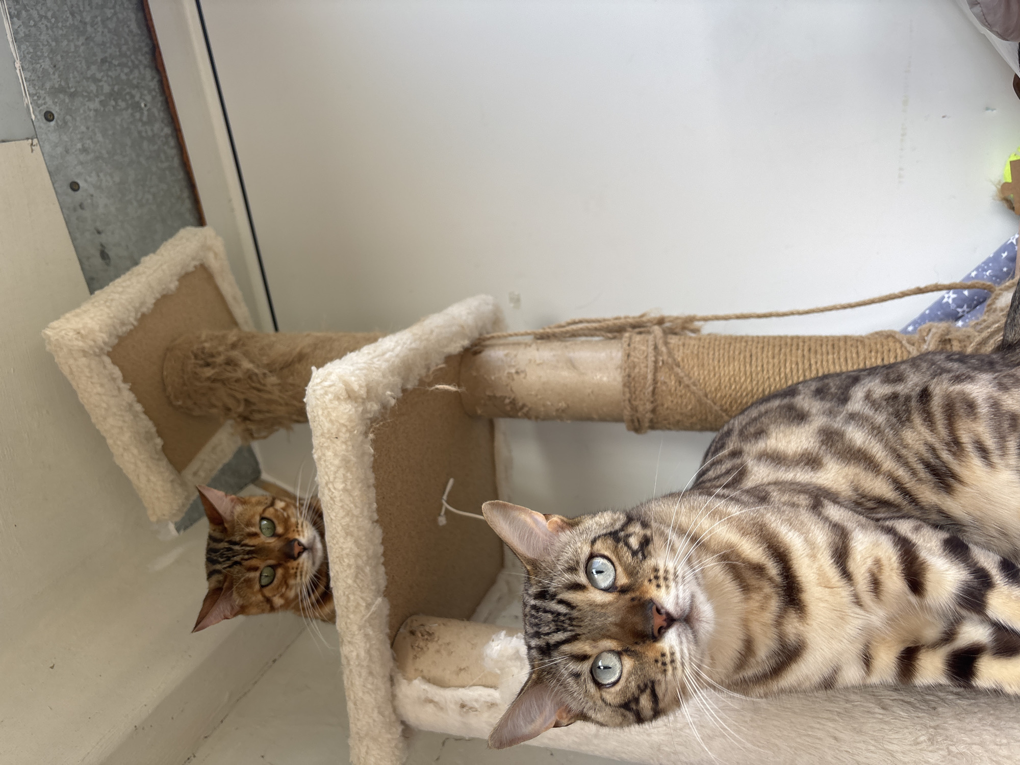 Bengal cats and a tabby at home in Noviy, Russia