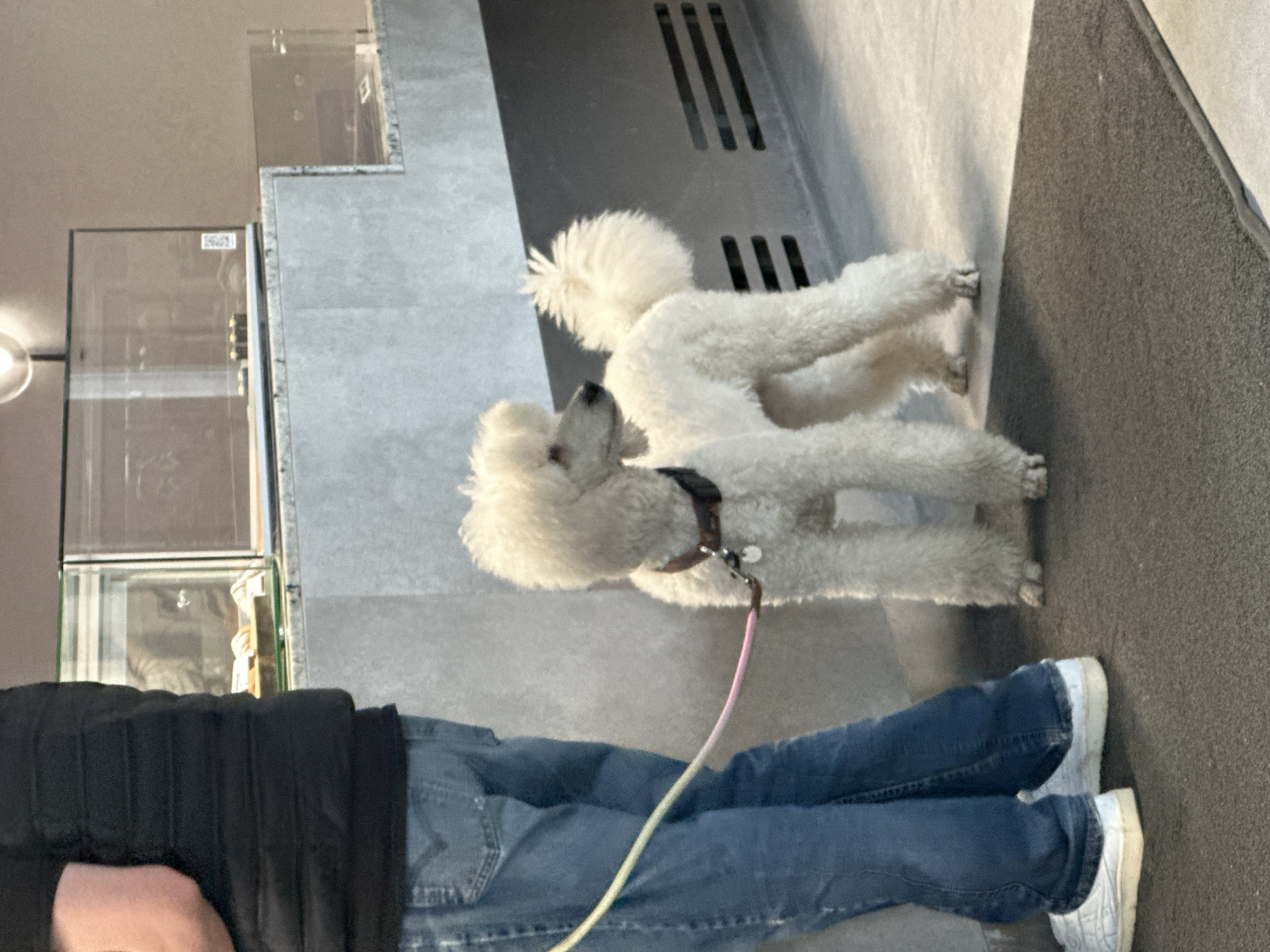 Early morning cafe visit with poodles in Kazan