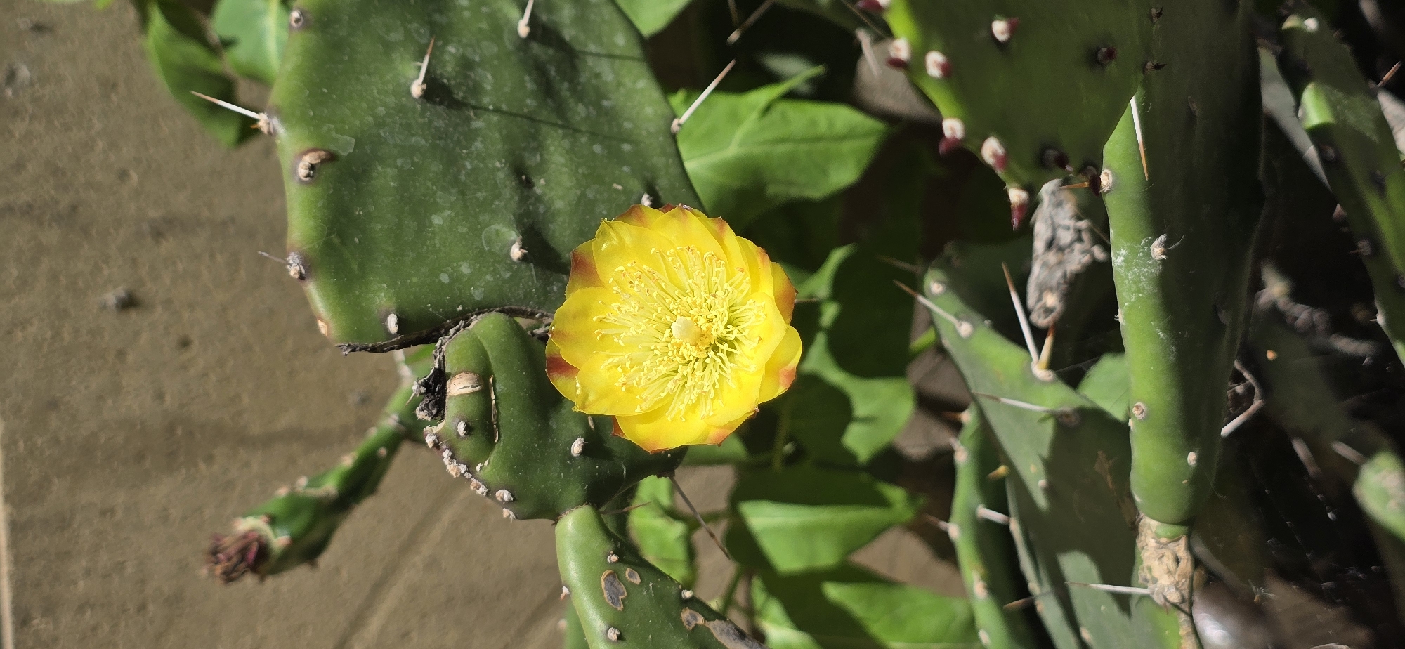 Sphynx cats, cacti, and a spider in a Baku courtyard