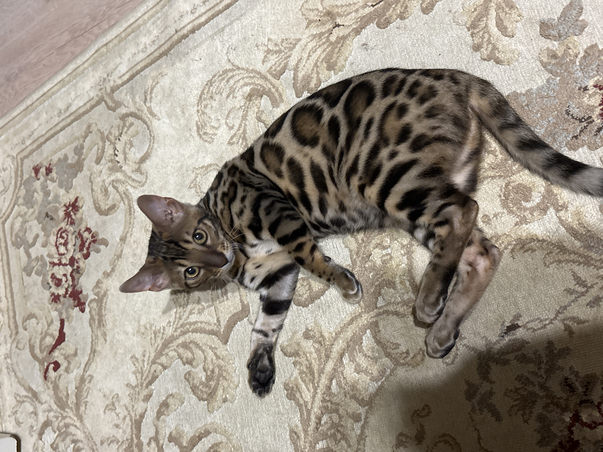Bengal cat living its best life in a Klin apartment
