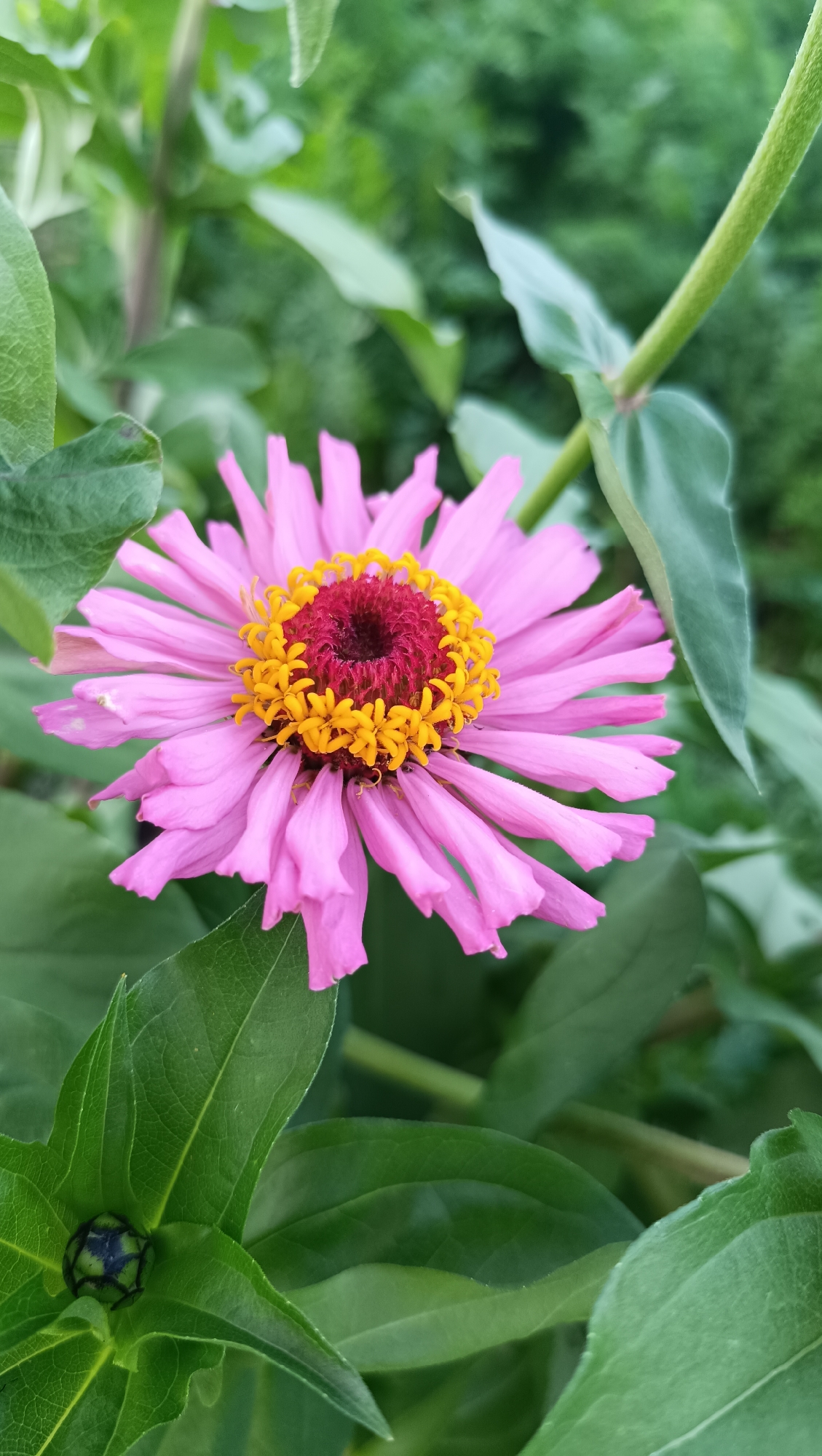 Summer garden in full bloom, Karsha, Russia