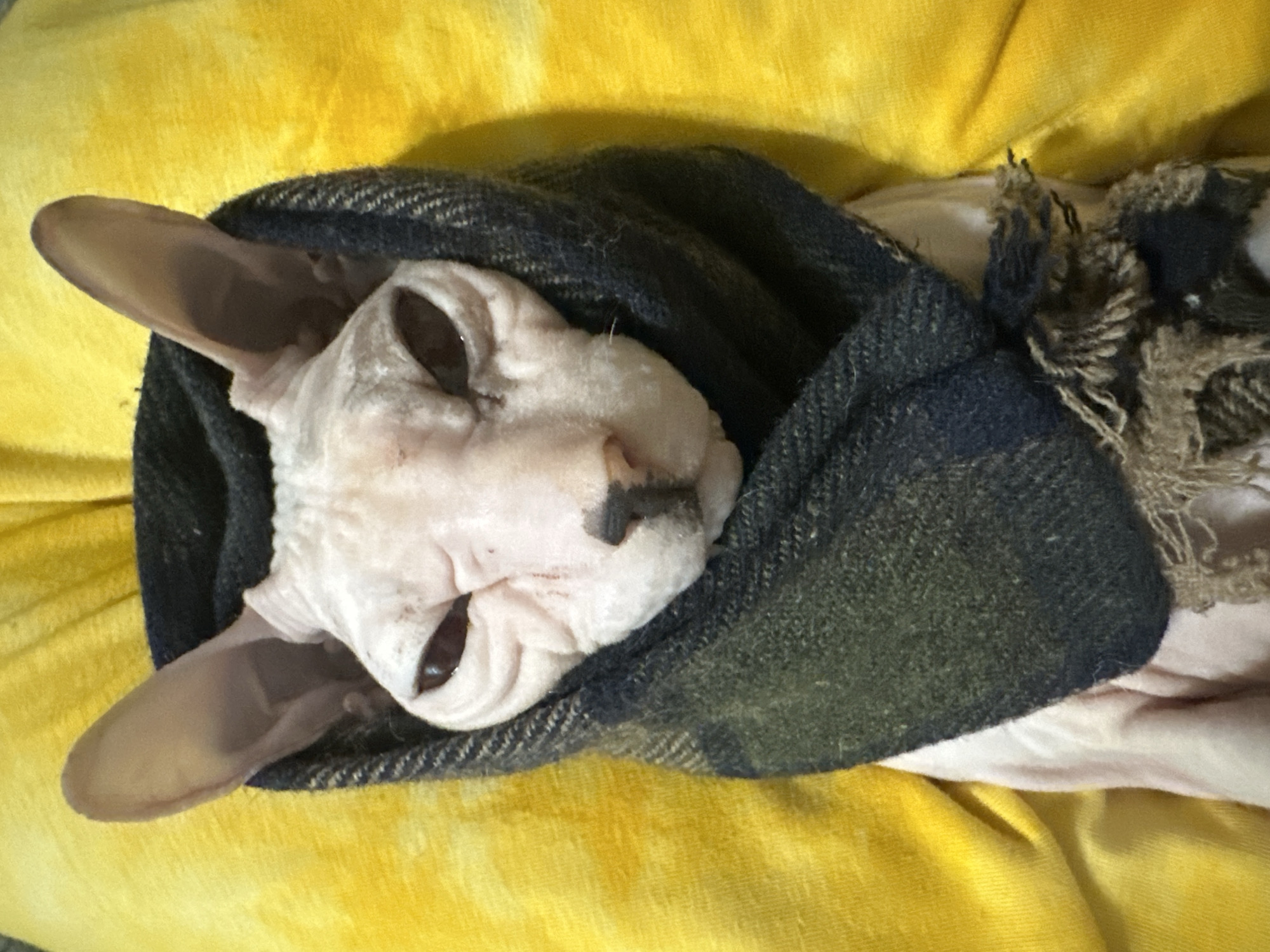 Sphynx cat lounges, naps, and yawns at home in Togliatti