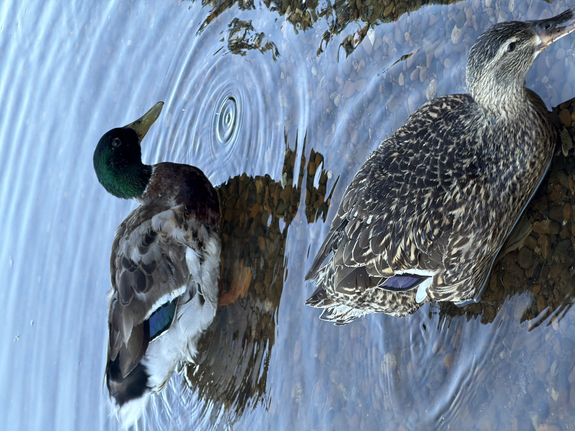 Ducks, anglers, and a quiet riverfront in Chaikovsky, Russia