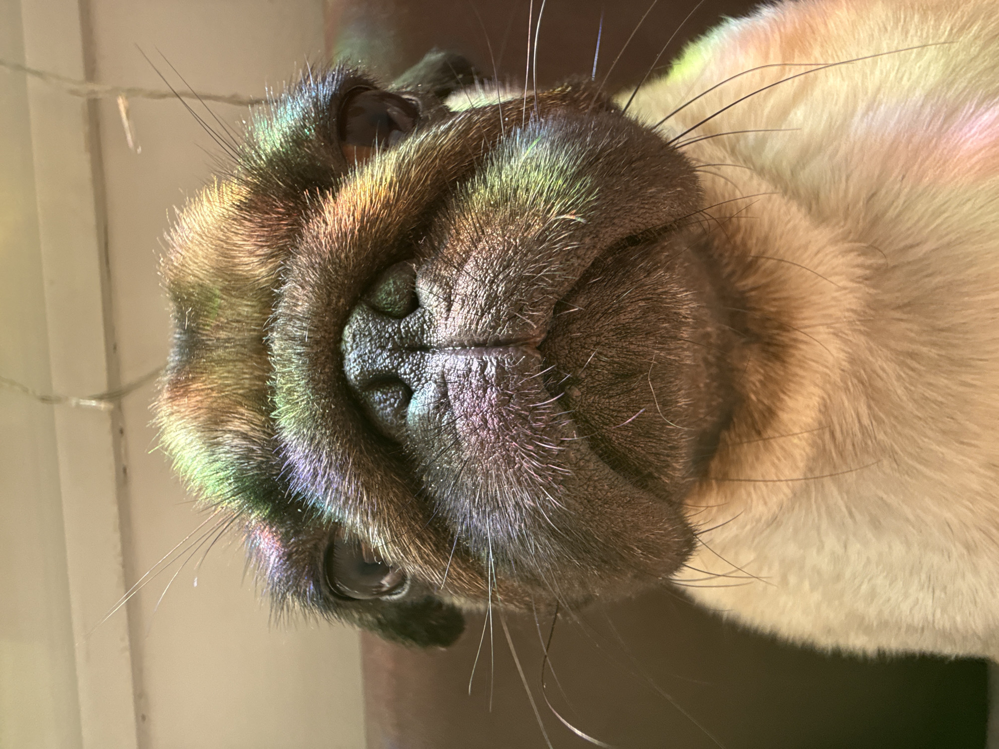 Pug relaxing indoors with rainbow light reflections
