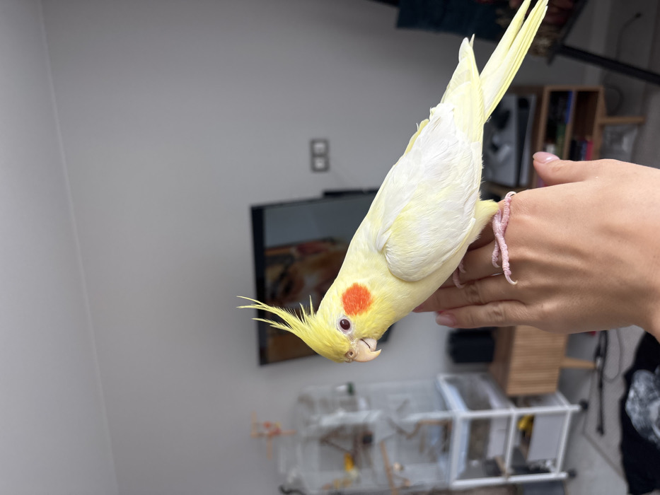 Pet cockatiel plays in artist's studio in Krasnoyarsk