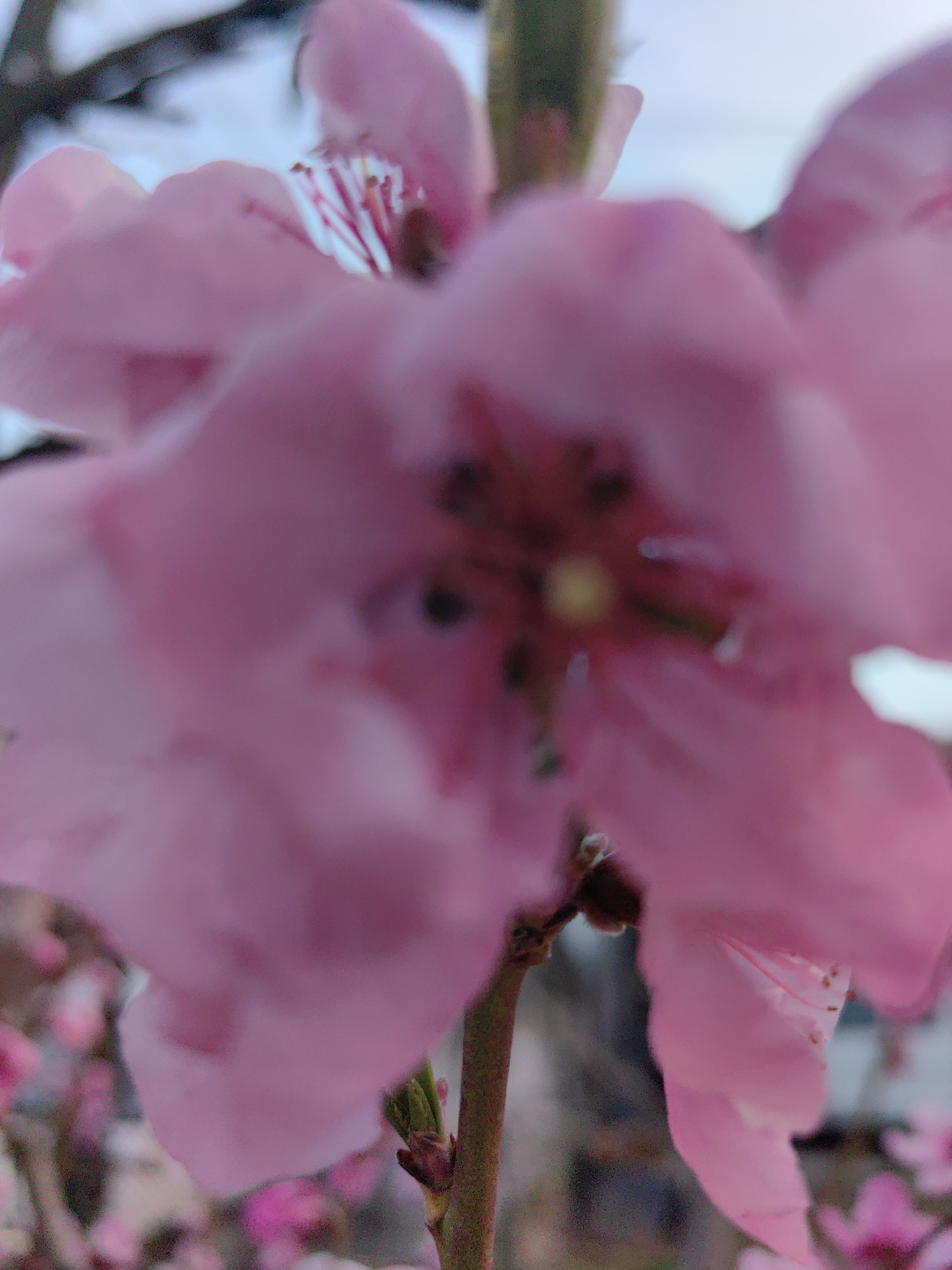 Spring afternoon captured in Slatina: blossoms and street musician
