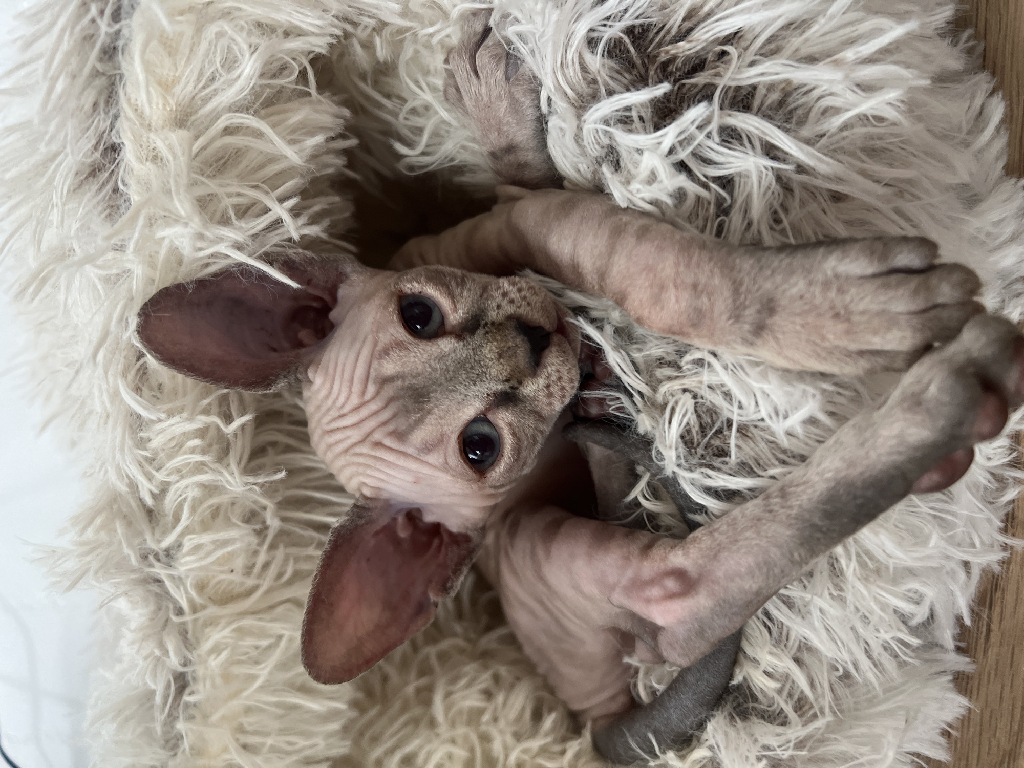 Sphynx kitten photographed resting in fluffy bed in Russia