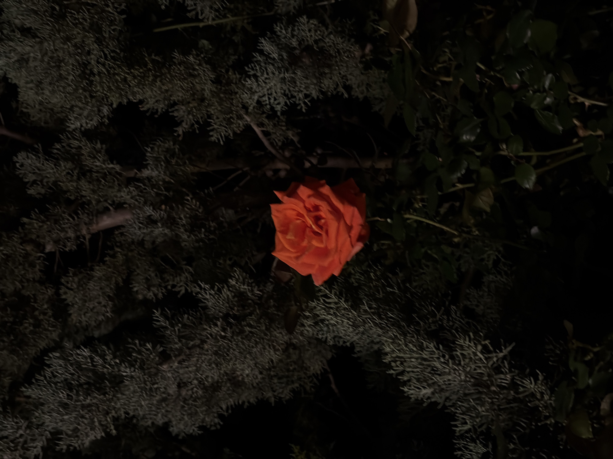 Evening botanical documentation captured in Sutomore, Montenegro