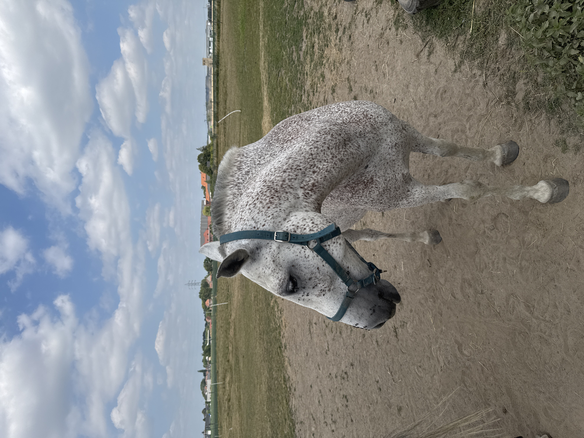Horses in paddocks and fields on a rural afternoon in Belgium