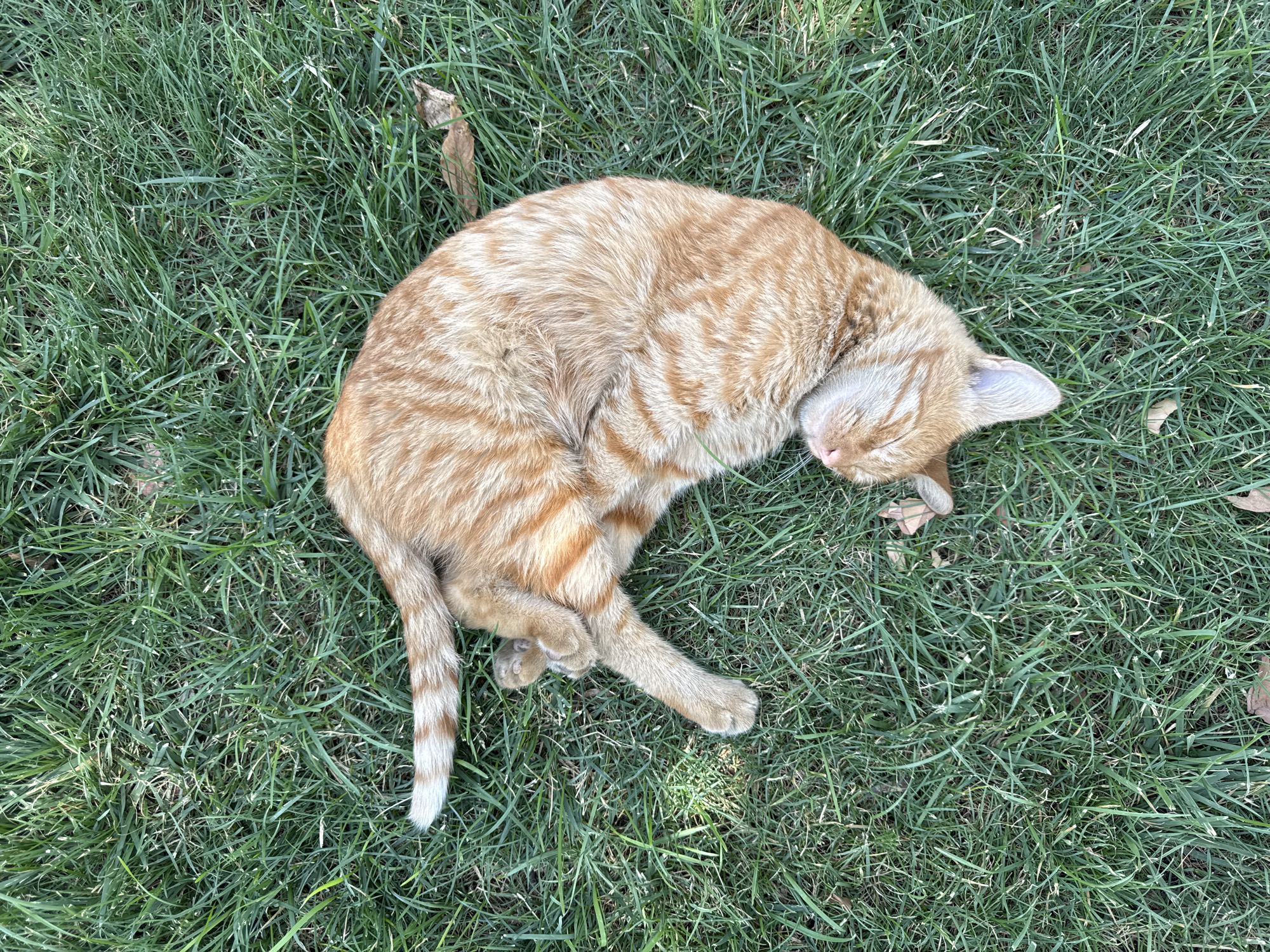 Orange tabby sprawled out in the grass, totally unbothered