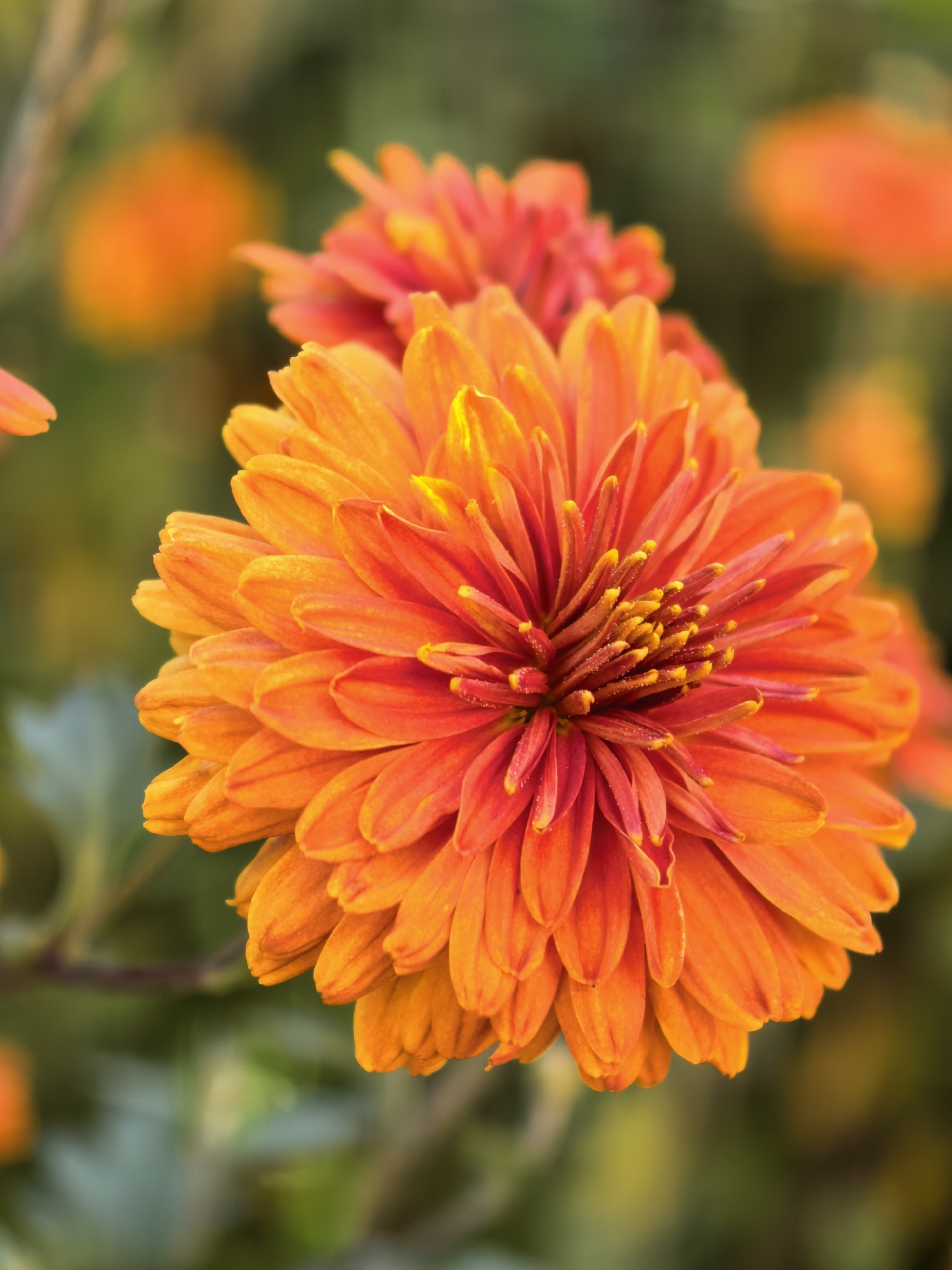 Macro shots of chrysanthemums and Black-Eyed Susans in bloom