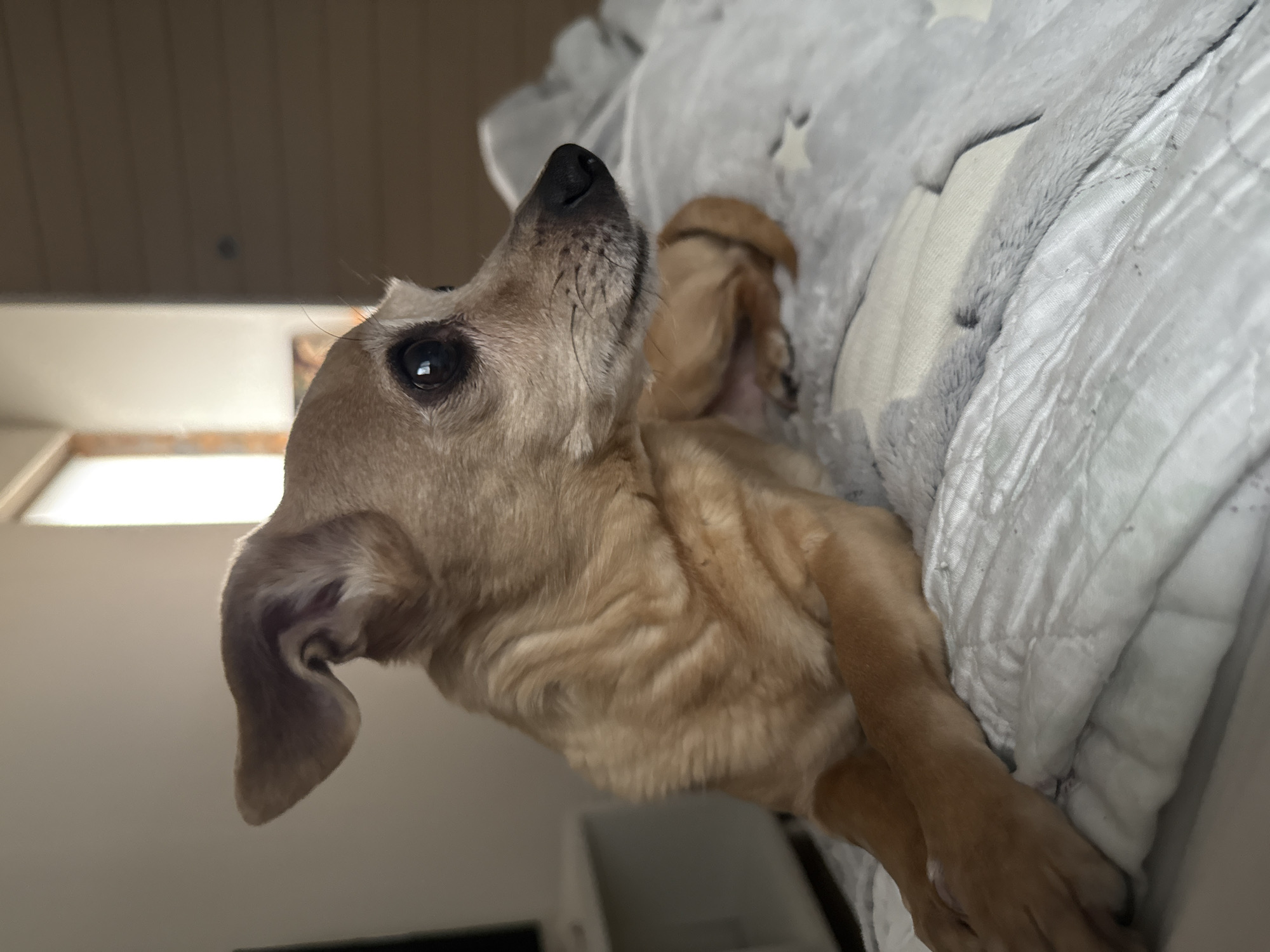 Chihuahua and owner share quiet morning moment in Russian home
