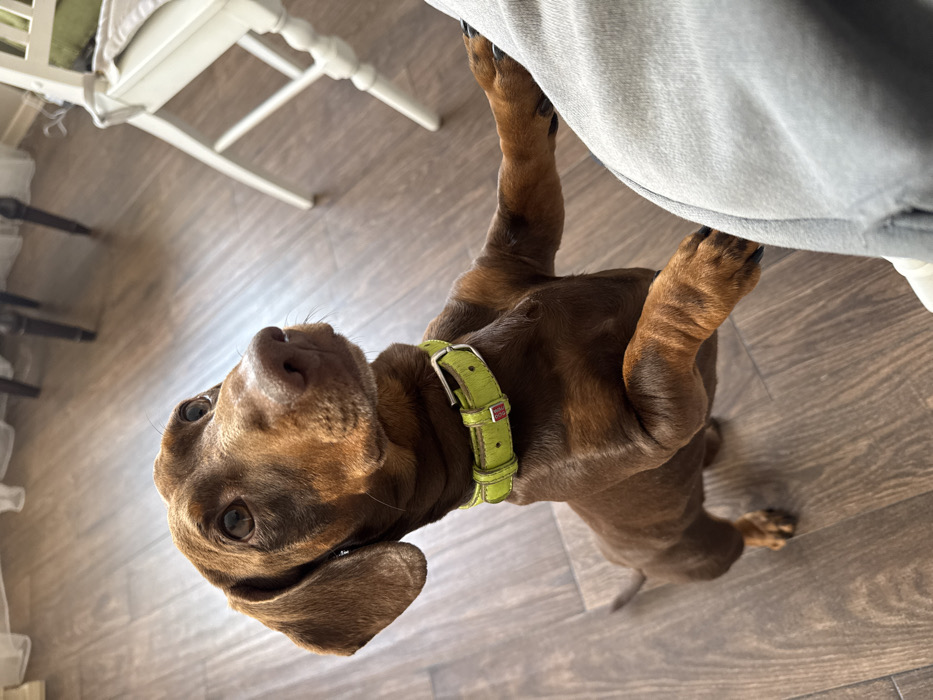 Dachshund in lime collar observed during morning playtime in Moscow