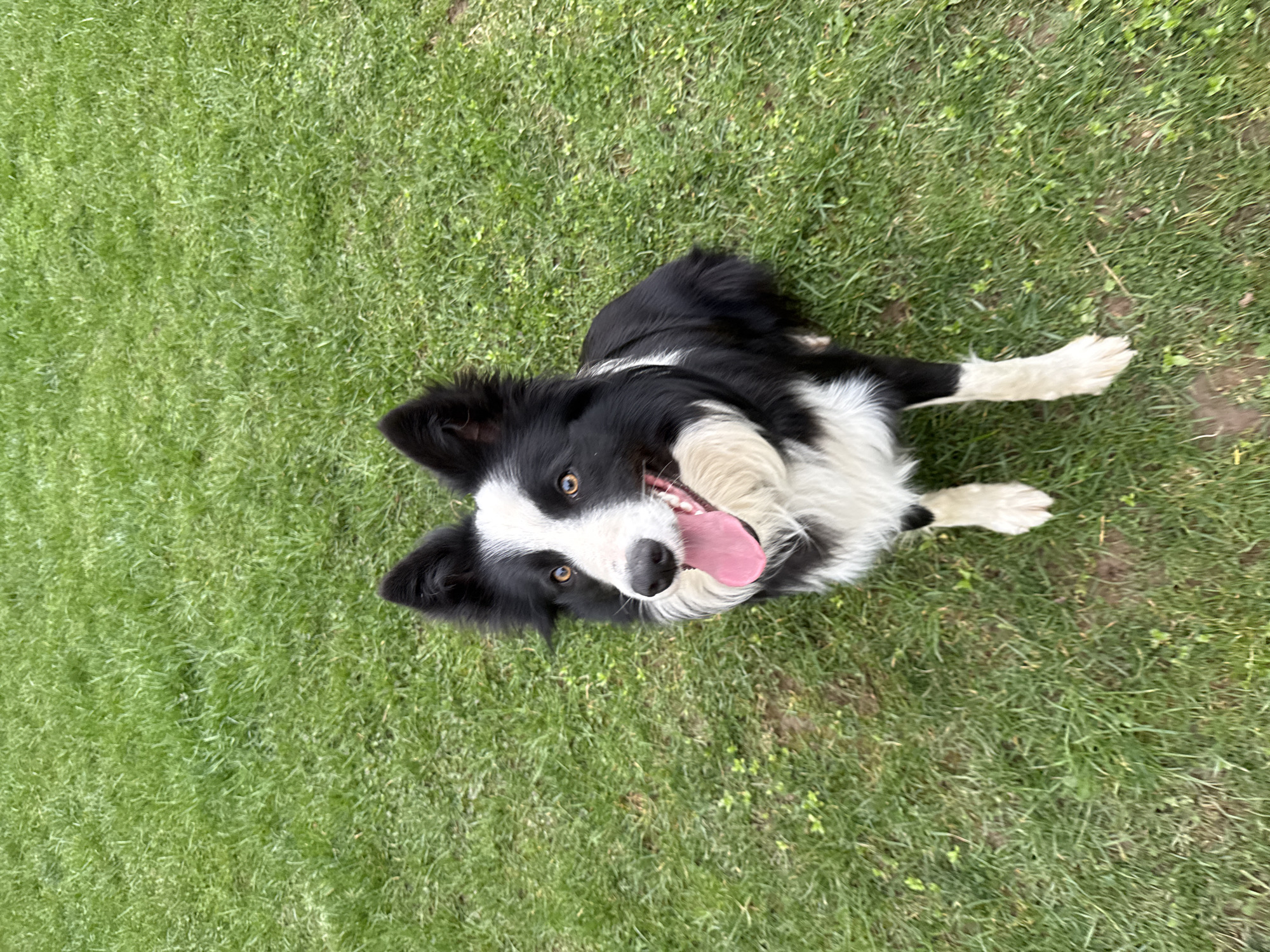 Border Collie plays on grass in Bulgarian town