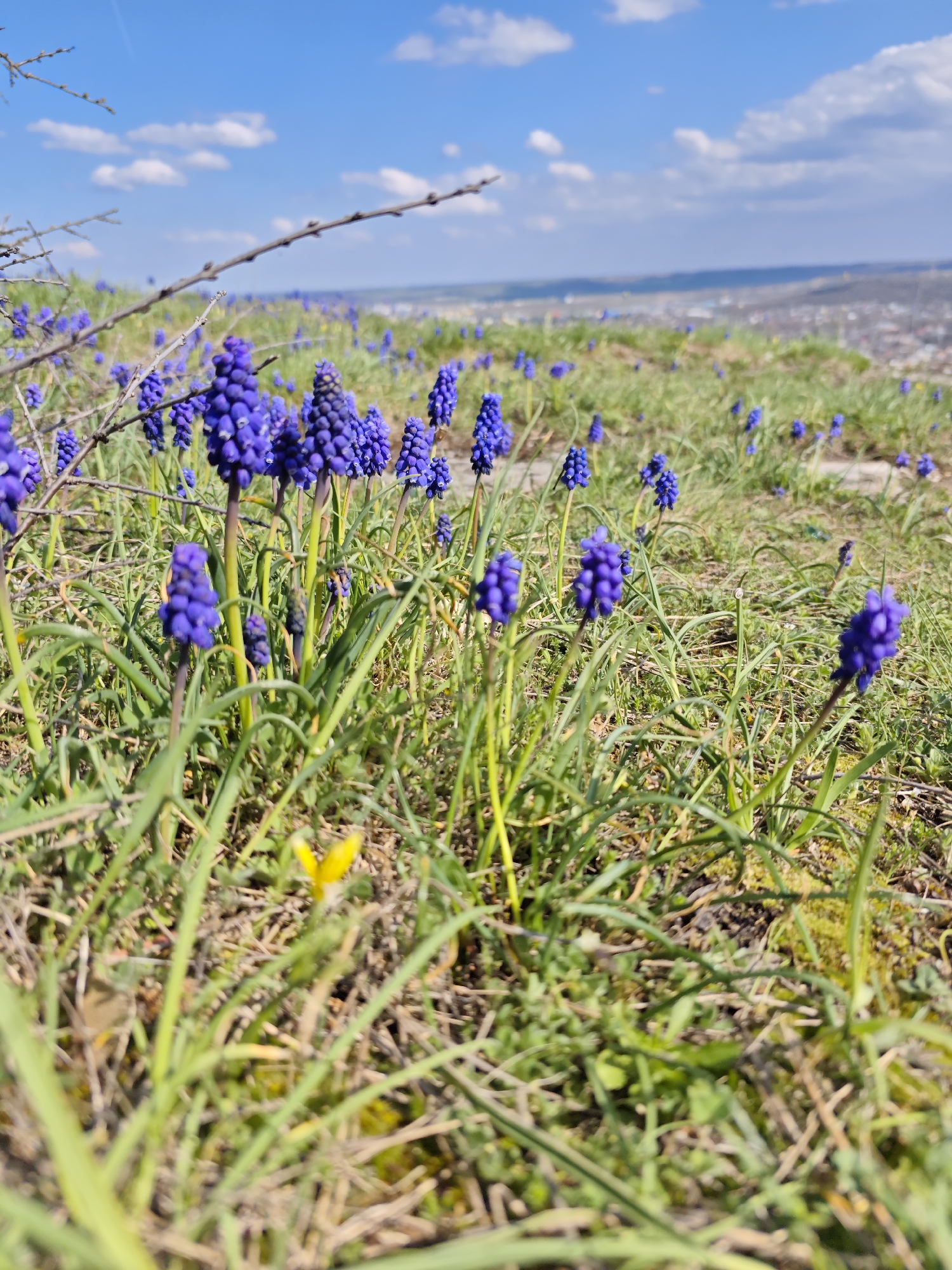 Spring blooms documented in Pyatigorsk's rocky mountain landscape
