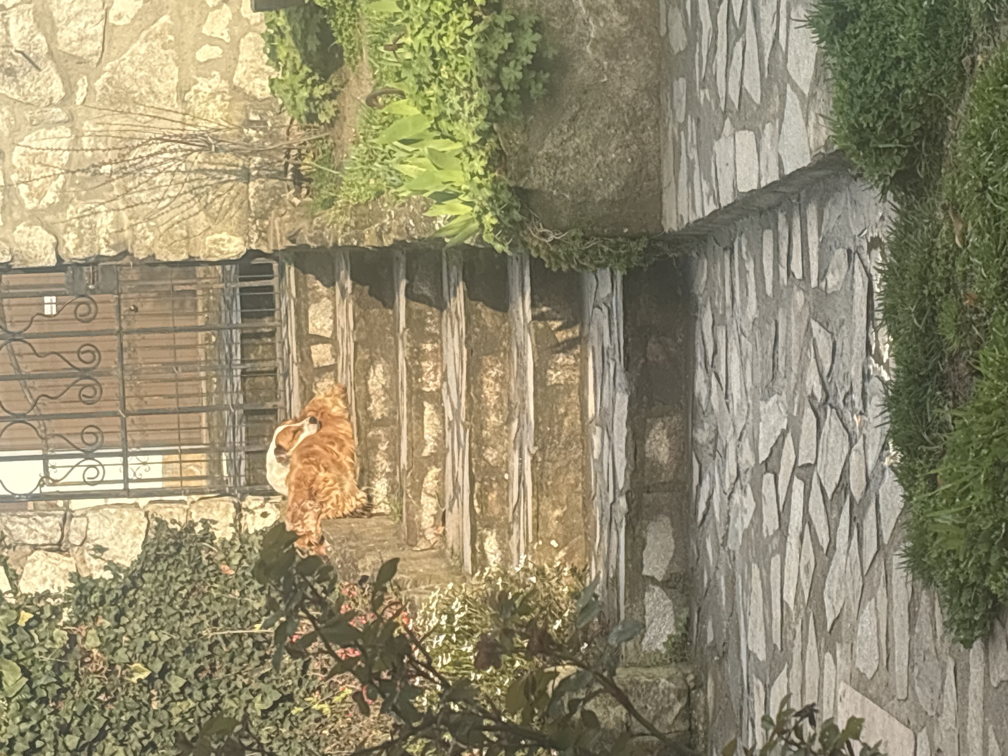 Dog rests on stone ledge near stairs in Priseltsi