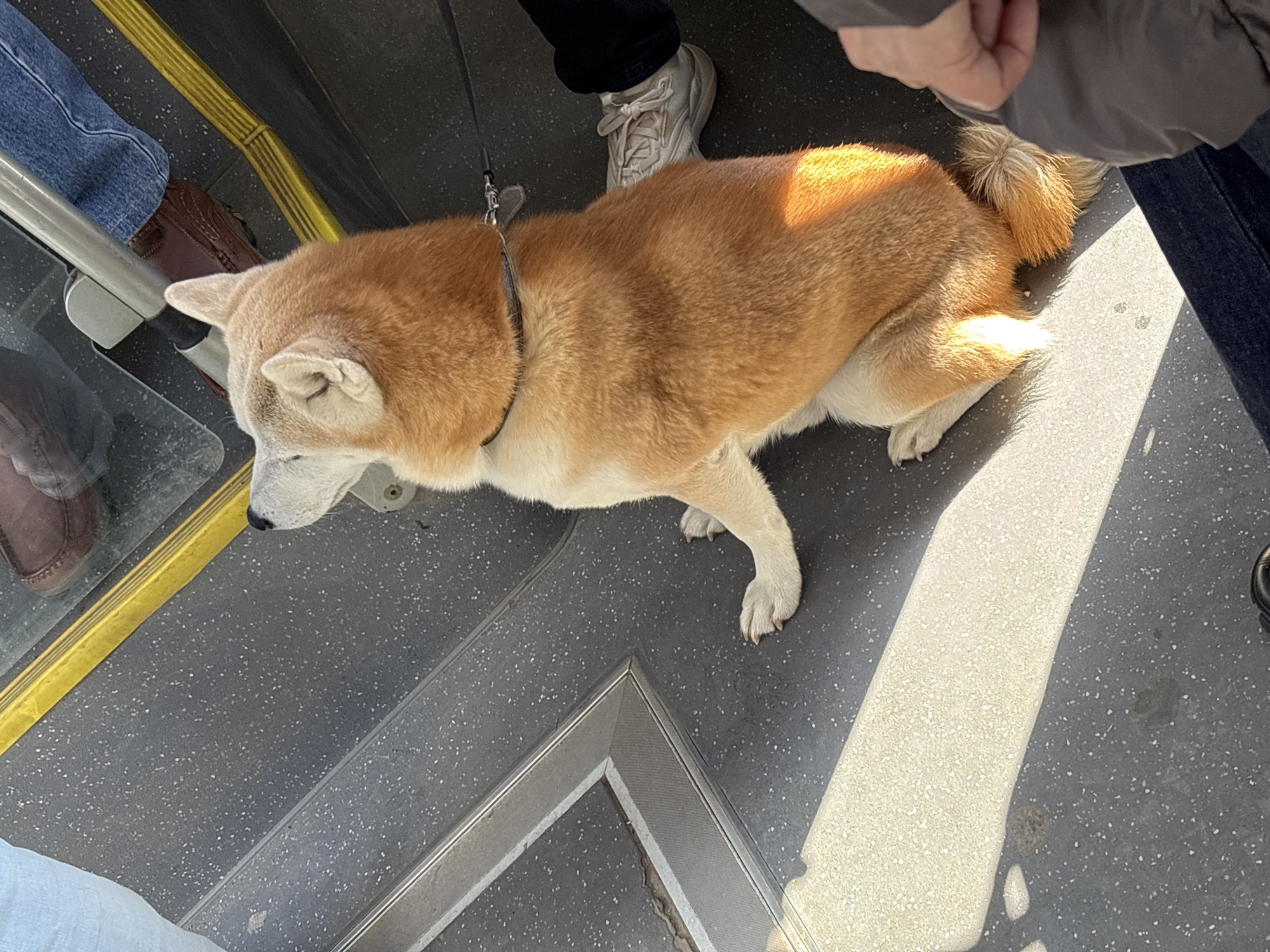 Morning scenes: dog on transit, breakfast in Sofia