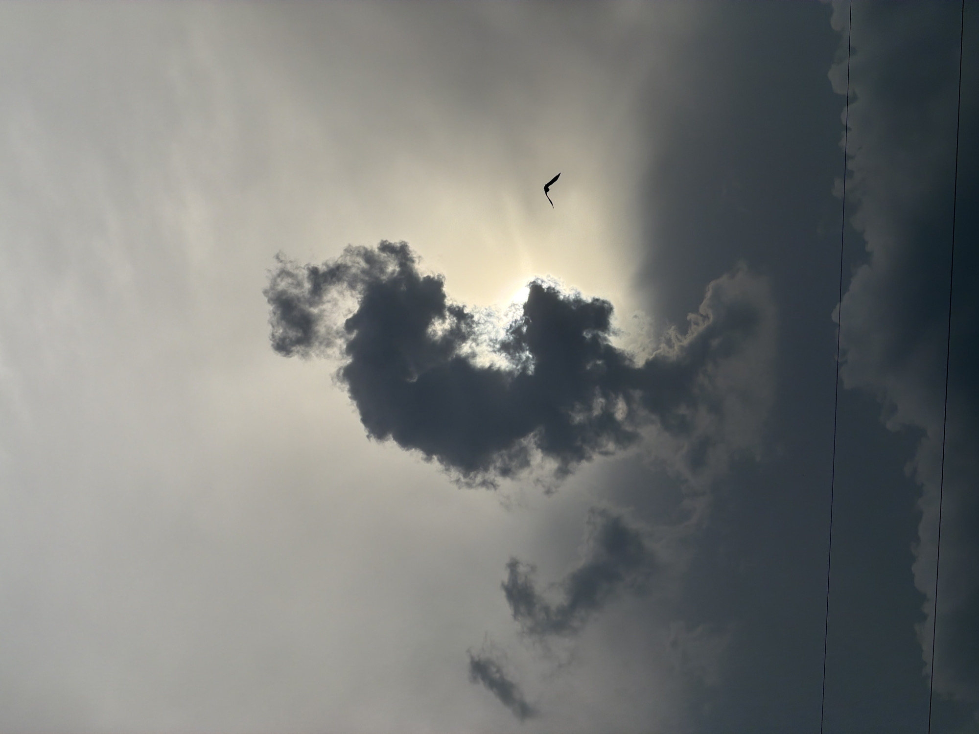 Morning wildlife and weather observed in Luxembourg countryside