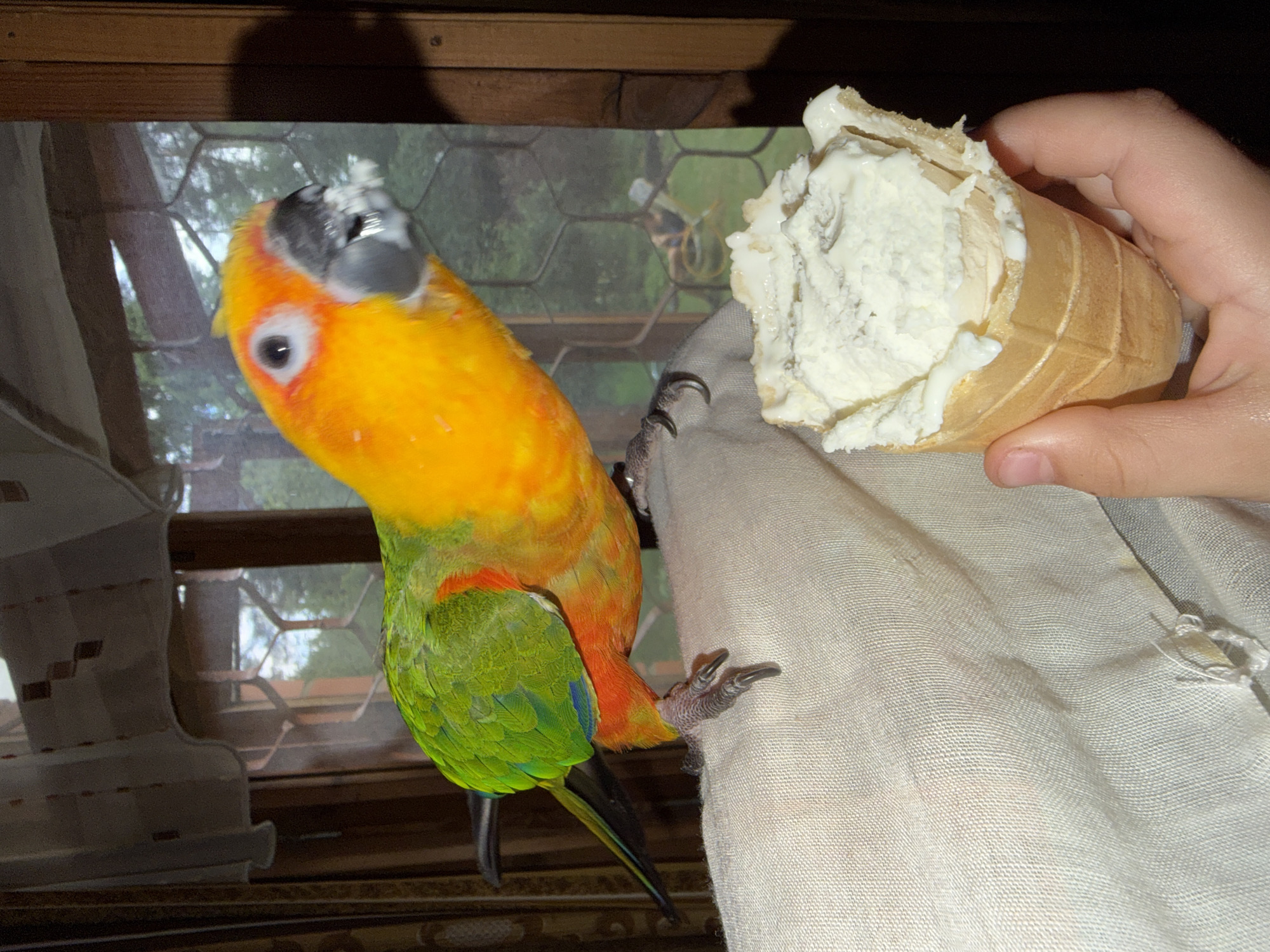 Sun conure parrot shares ice cream on a lazy afternoon in Udelnaya