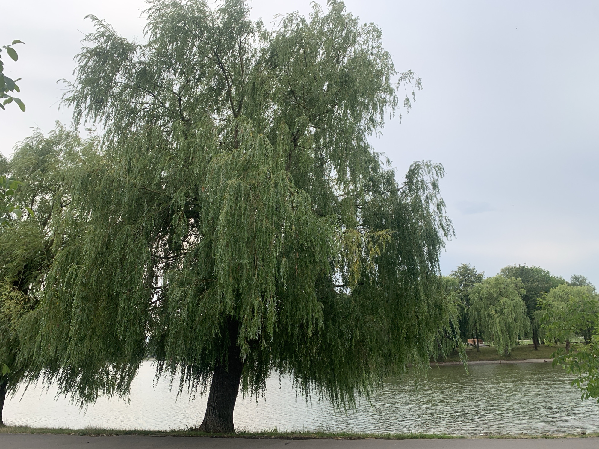 Wildlife and water at Kolomyia City Park on a cloudy afternoon