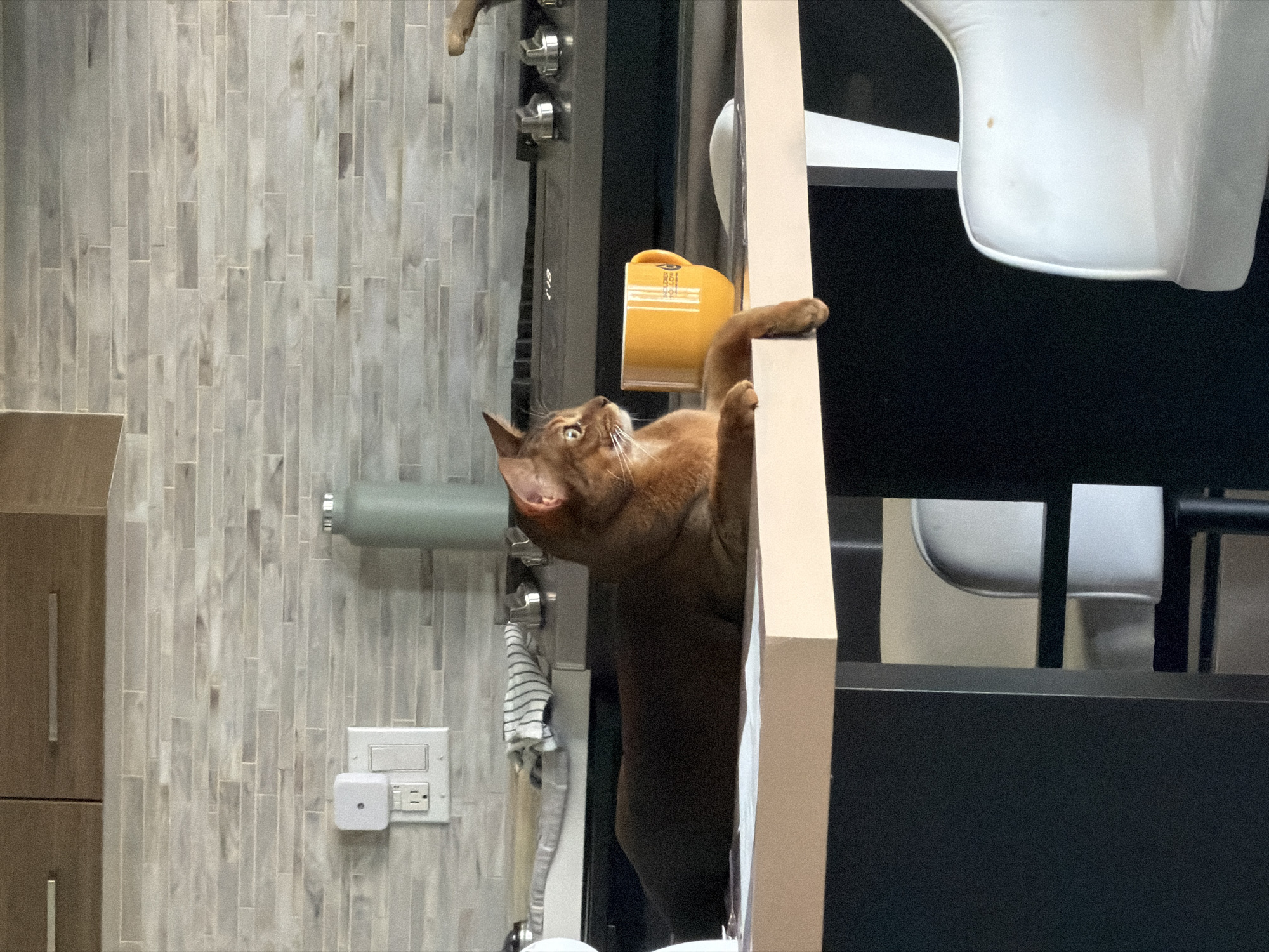 Cat stretches up against indoor beam in Glendale home