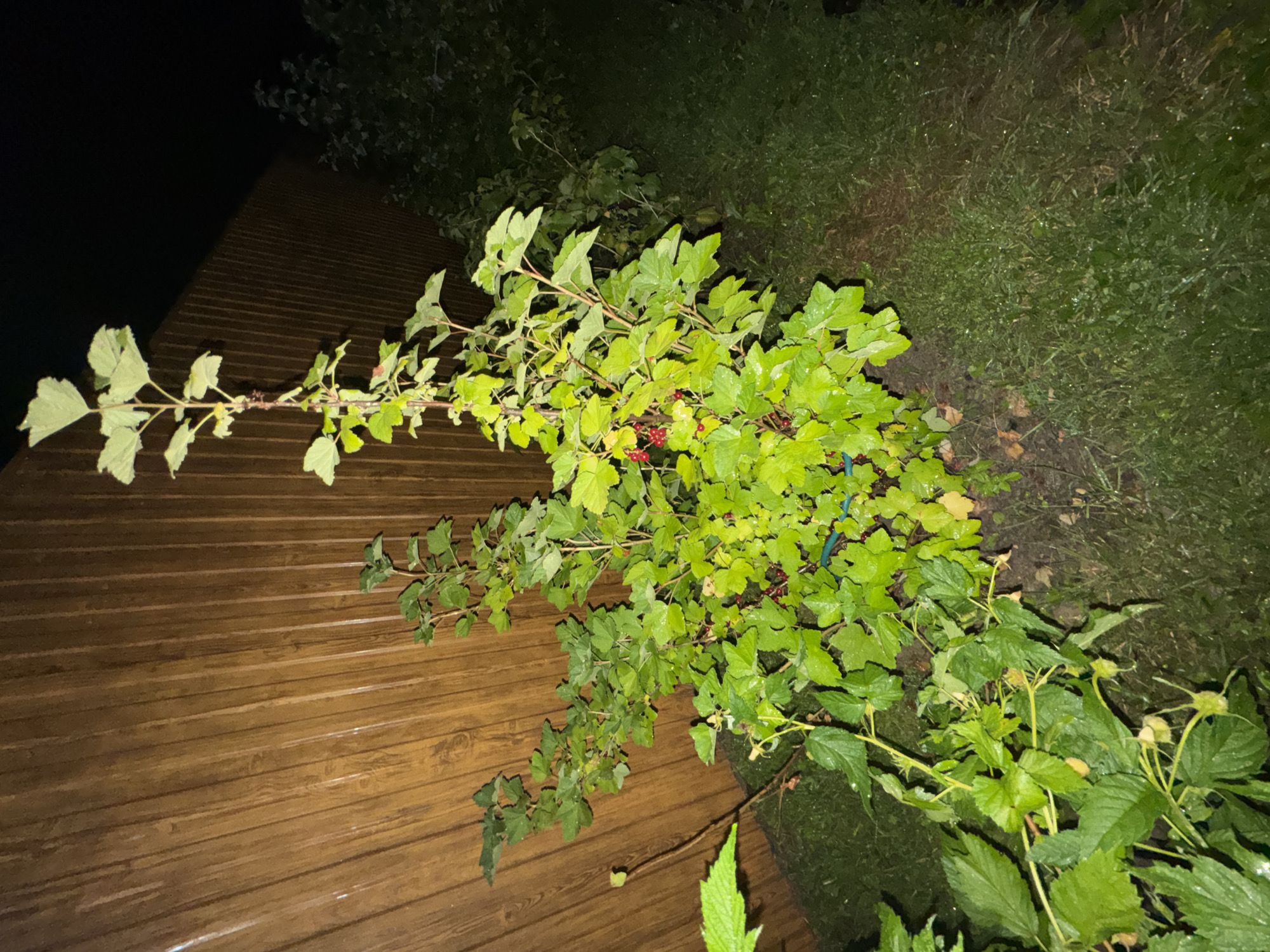 Nighttime backyard: greenhouse, garden plants, and outdoor spaces