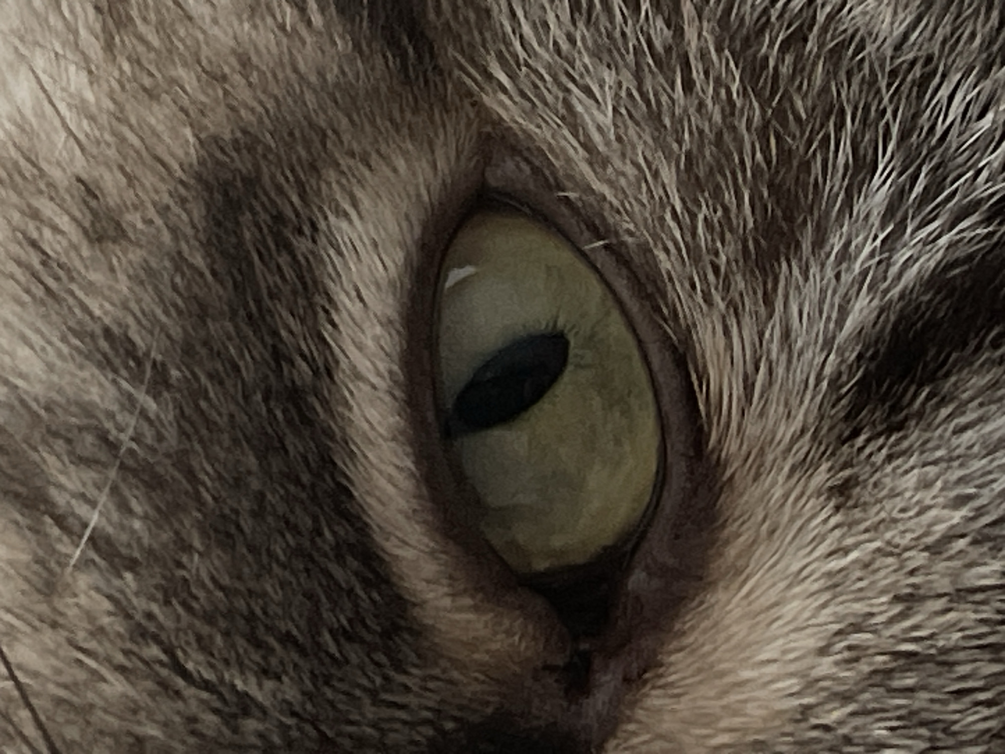 Sunset scenes and cat close-ups from suburban evening
