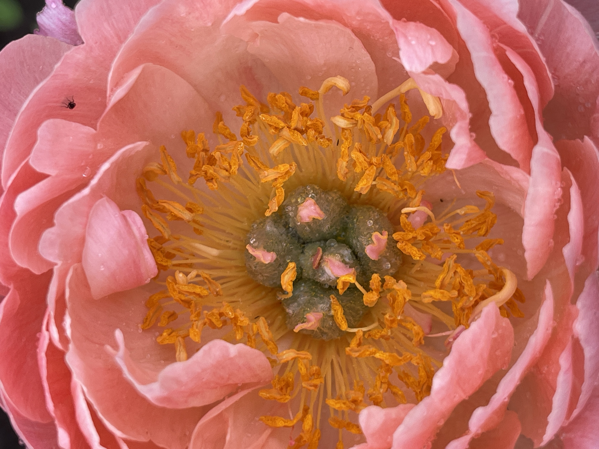 Person and Pink Peonies Captured in Morning Photography Session