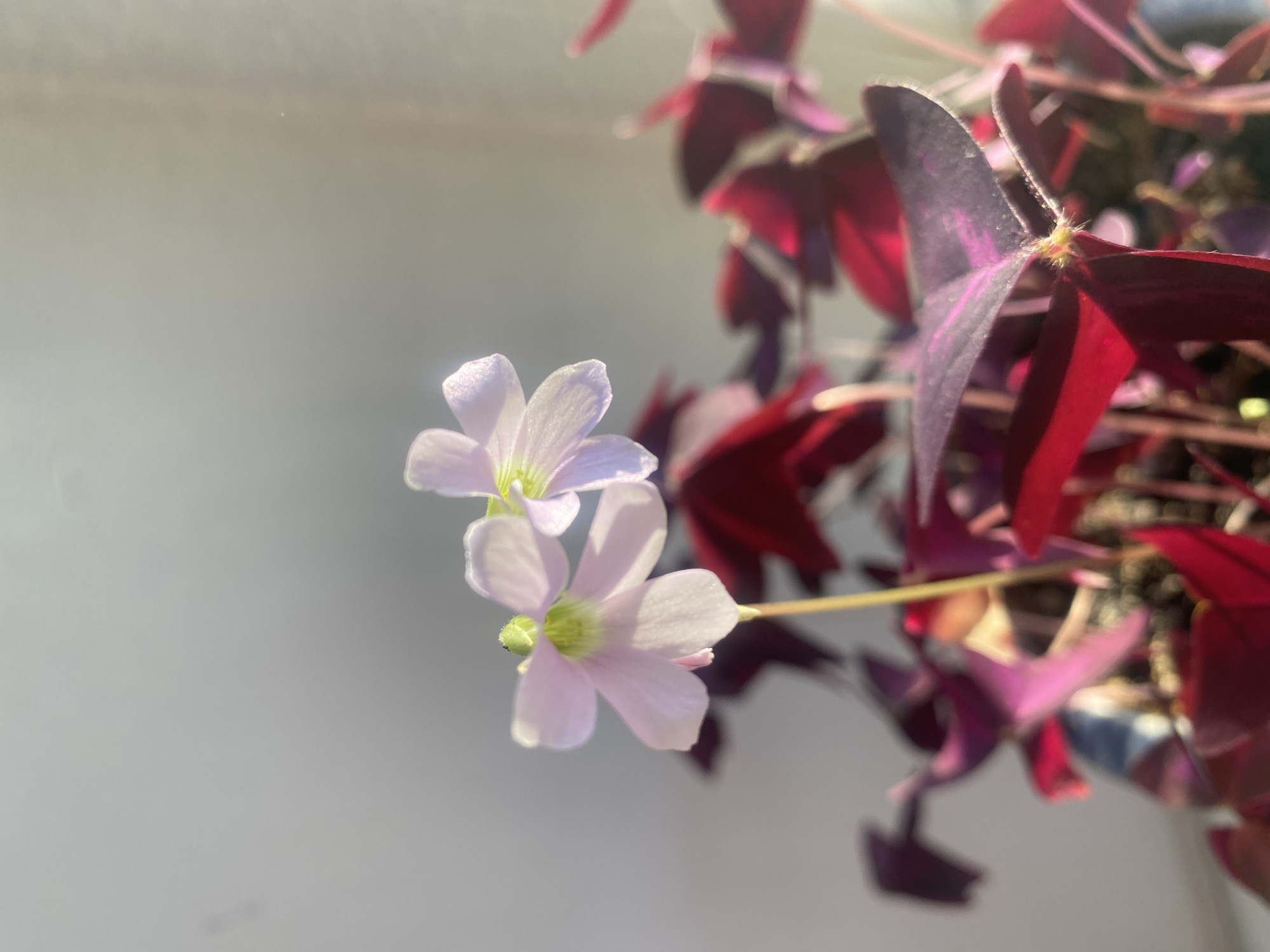 Houseplants and decorative items photographed in Dnipro home
